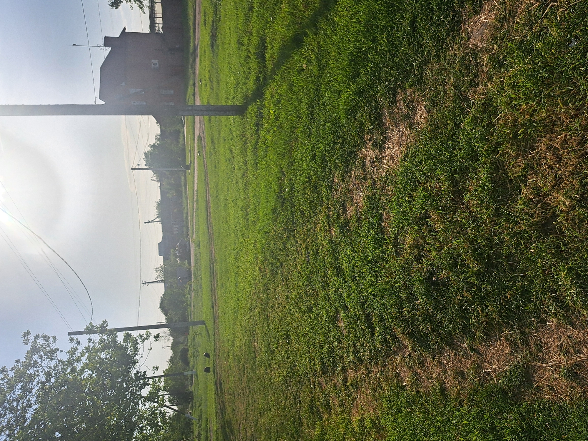 The image depicts a grassy field in Leningradskaya, Russia. Several utility poles stand upright in the field, supporting electrical wires. A building is visible in the background. The grass is a mix of green and brown, suggesting some dryness or variation in the grass type. The sun is bright in the sky, creating a lens flare effect. A tree with green foliage is visible in the foreground. The scene appears to be a rural or suburban area on a sunny day.