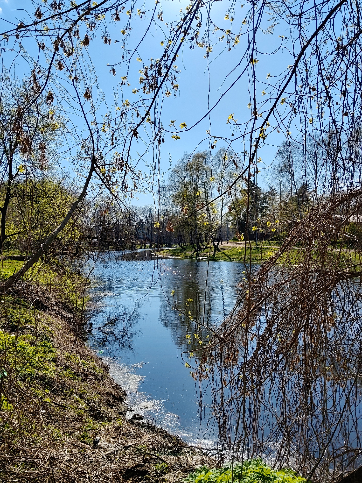 The image depicts a serene, naturally landscaped scene in Udelnaya, Russia, featuring a body of water. The water's surface reflects the sky and surrounding trees, which are budding with fresh green leaves, indicating springtime. A few individuals are faintly visible along the far bank of the water, suggesting a walking path. The foreground consists of a shoreline with grasses, vegetation, and tree branches with sparse leaves. Sunlight illuminates the scene, highlighting the clear sky and casting shadows within the foliage.
