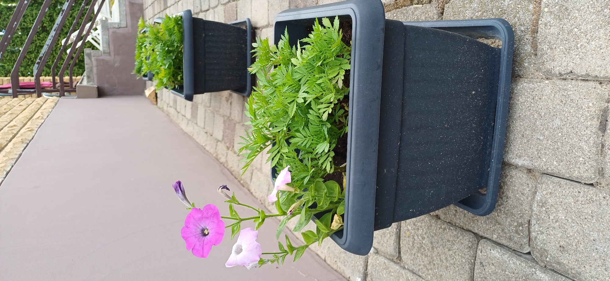 In an outdoor scene, two black planters sit on a paver patio. The planter in the foreground contains petunia flowers, with one large pink bloom and several smaller pink and purple buds. Adjacent to the petunias is a dense planting of small, green, feathery-leafed plants, likely marigolds. The second planter, further back and to the right, is filled with similar green plants. A light purple wall borders the patio on the left, and a section of a building with light brown textured siding and a metal railing is visible on the right, suggesting a residential or commercial setting. The scene appears to be an exterior view of a garden or patio area.