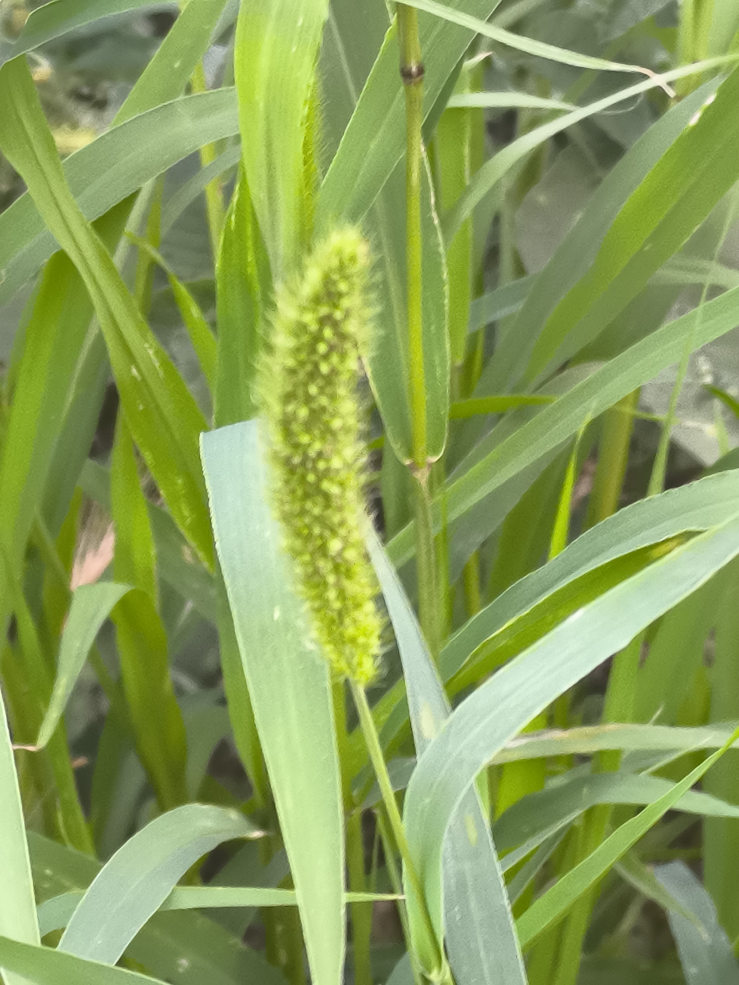 A close-up shot features a foxtail grass seed head among lush green blades of grass. The seed head, a vibrant light green, is fuzzy and appears to be in the early stages of development. The surrounding grass blades are also green, with some showing lighter green streaks and subtle yellowing. The background is a blur of greens and soft yellows, suggesting a natural outdoor setting. The image is taken from a low angle, focusing on the detail of the grass. The location is identified as Dobrogea Veche, Moldova.