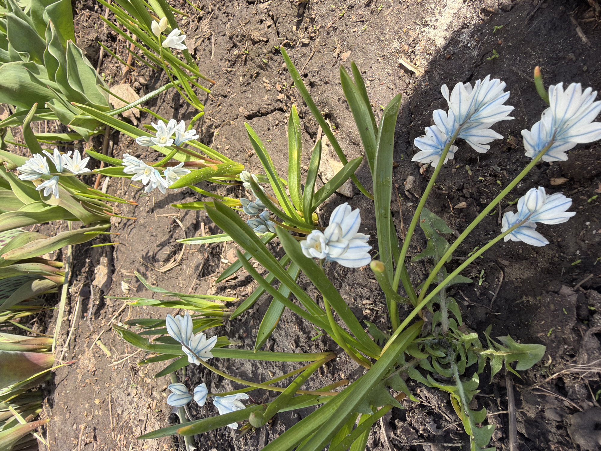 The image depicts a close-up view of a garden in Поляны, Russia. A cluster of blue-striped white flowers with narrow, green leaves grows in the foreground. To the left, broad green leaves are visible. The ground is dark brown soil. Some dead leaves and plant debris are scattered around the plants. The scene is illuminated by sunlight, with some shadows cast by the plants.