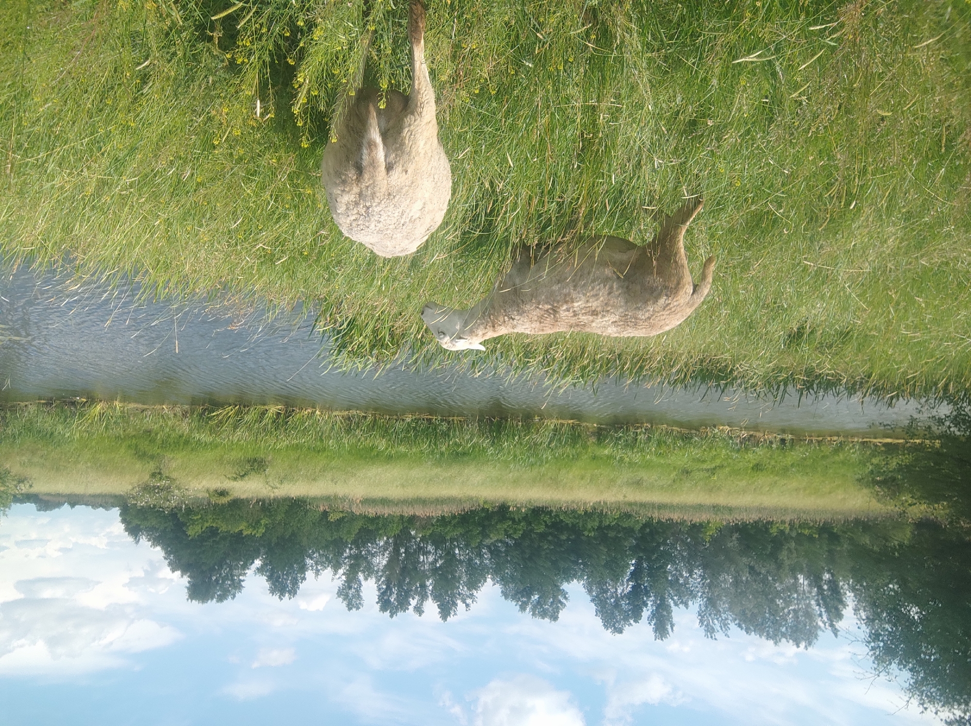 Two sheep are in a field of tall green grass near a body of water under a partly cloudy sky. The sheep are light-colored and woolly. One sheep is facing left and looking forward, while the other is facing away from the camera and grazing. The water is dark and reflective, with some reeds growing along its edge. A line of trees forms the background, with more trees and bushes further in the distance. The image is taken from a slightly low angle.