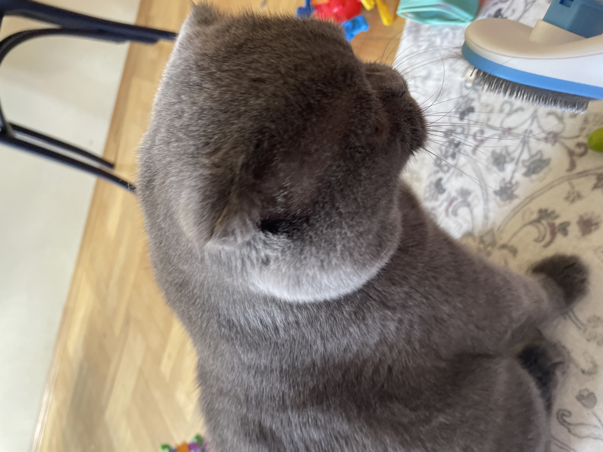 A gray cat is seen from above. The cat is lying on a patterned surface, possibly a blanket or rug. A blue and white object, possibly a pet brush, is in the upper right corner of the frame. A chair with a blue frame is visible in the upper left corner. A wooden floor is in the background on the left side of the frame. Toys are near the bottom left of the frame.