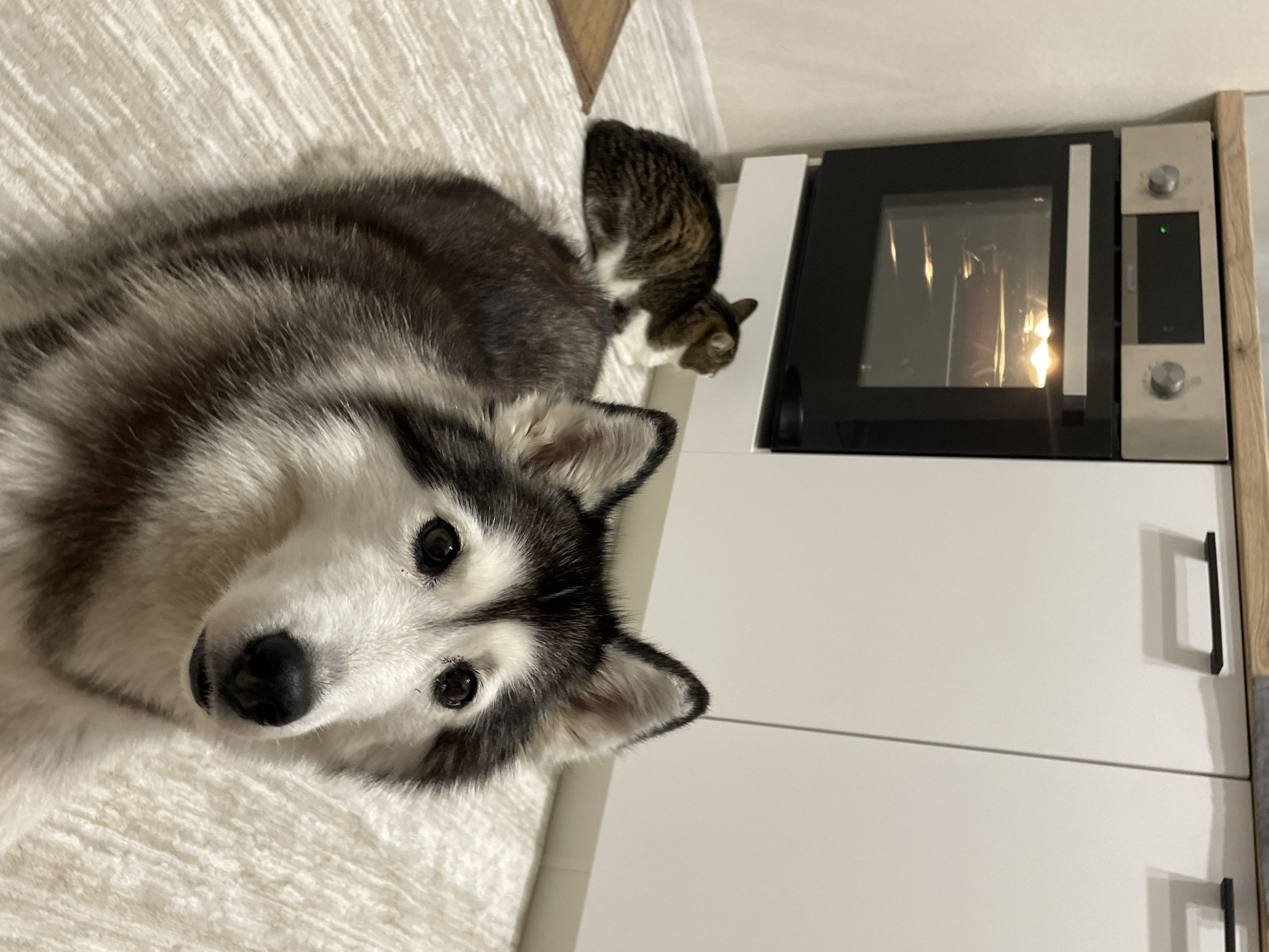 A husky dog with black and white fur is lying on a textured white surface, possibly a blanket or rug. Behind the dog, a tabby cat with brown and white markings is sitting on top of a white kitchen counter. The counter is adjacent to a built-in oven with a black door and silver control panel. The oven appears to be on, with light visible inside. The counter and oven are part of a modern, minimalist kitchen with white cabinets and black handles. The setting is most likely indoors, within a home. There is no direct indication of the location being in Pervomaysky, Russia, but the style of the kitchen could be consistent with a residential setting in that region.