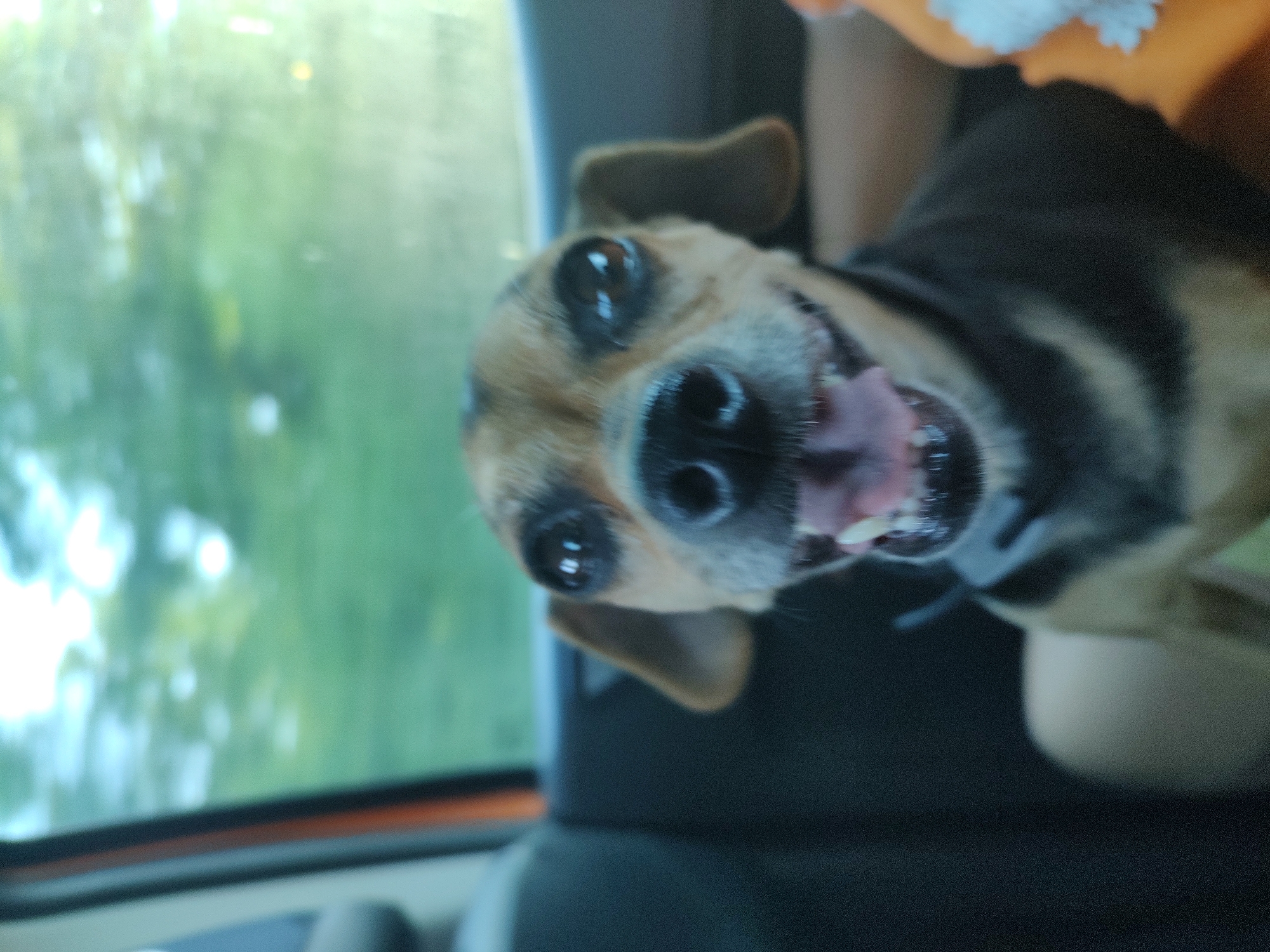 A close-up, low-angle shot shows a dog's face peeking into the frame from the bottom right. The dog appears to be a small breed with tan and black fur, and its mouth is open in a happy or panting expression, revealing its pink tongue and teeth. Large, dark eyes are visible, reflecting light. The background is blurred, suggesting movement, and consists of green foliage, likely trees and vegetation, seen through a window. The overall scene appears to be inside a vehicle, with a dark interior visible around the dog. The lighting suggests it could be daytime. There is no visible text in the image.