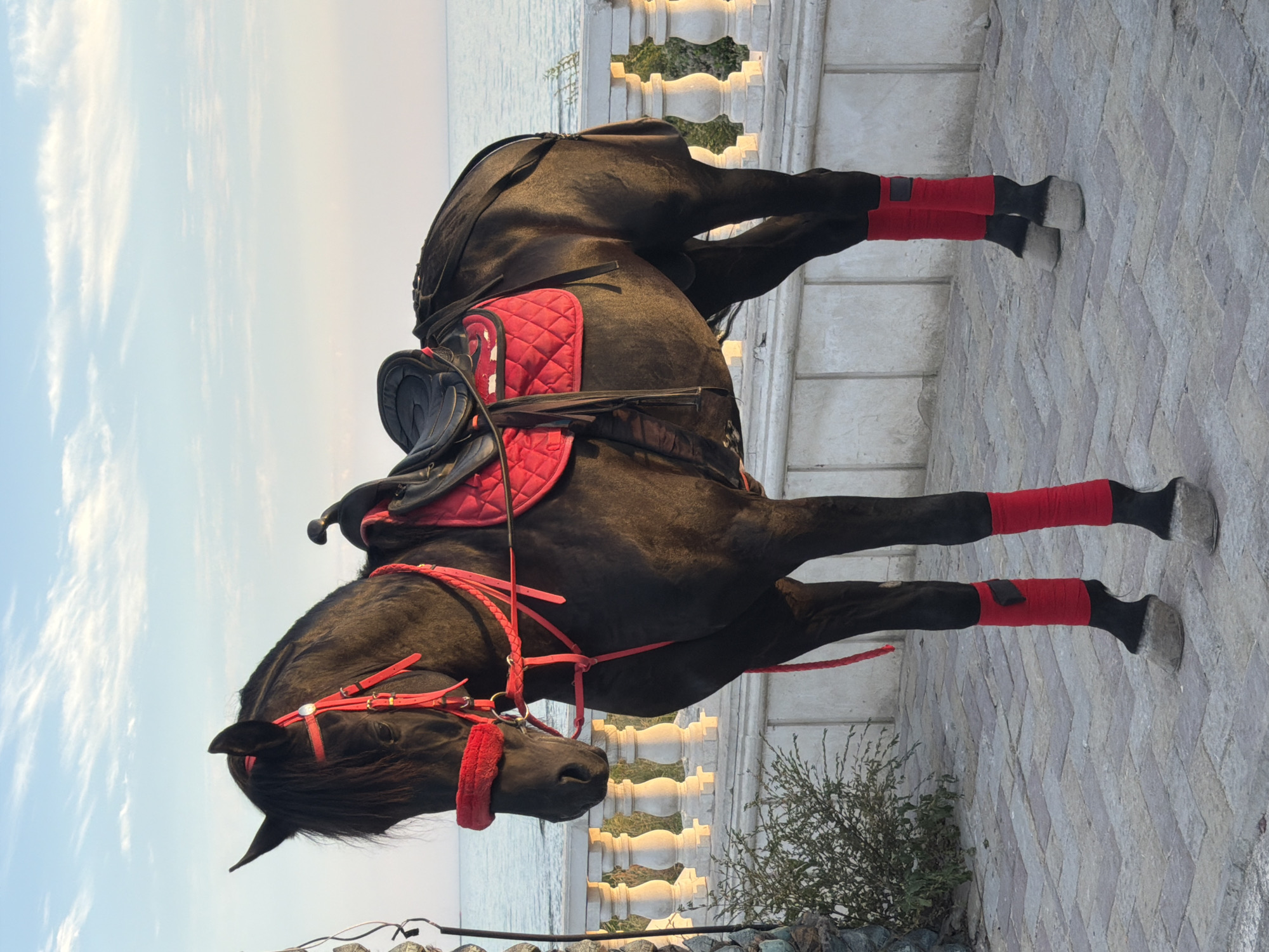 A black horse, adorned with a red bridle and saddle pad, stands on a paved walkway near the sea in Aktau, Kazakhstan. The horse is facing left, with its head down. The sea is visible in the background, under a partly cloudy sky. A white, ornate railing runs along the walkway. A low-lying green bush is to the left of the horse. The horse has red wraps around its lower legs.