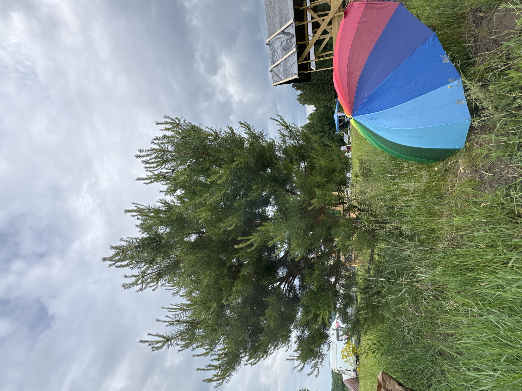 An outdoor landscape shot under an overcast sky features a large coniferous tree dominating the left side of the frame. Its dense, green foliage takes up a significant portion of the image. To the right of the tree, a vibrant rainbow-colored umbrella rests on the grassy ground, exhibiting distinct bands of red, orange, yellow, green, blue, and violet. Small water droplets are visible on the umbrella's surface, suggesting recent rain.
In the upper right background, a wooden structure composed of beams and partially covered with a dark tarp is visible. Further right, behind the tree and in the midground, a white vehicle, possibly a camper van or trailer, is partially seen amidst the greenery. The entire ground is covered with tall, natural green grass. The sky is uniformly gray and cloudy, indicating an overcast day. No people or specific activities are depicted, and no visible text is present. The scene is serene and appears to be in a rural or natural setting, consistent with the location of Большая Кивара, Russia.