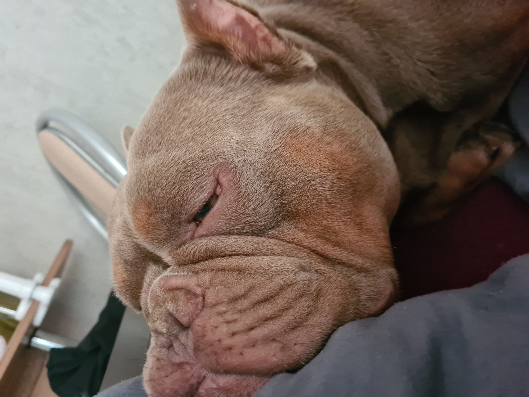 The image shows a close-up, overhead view of a brown bulldog sleeping. The dog's head is resting on a dark gray fabric, possibly a blanket or cushion. Its eyes are closed, and its face is relaxed, indicating it is deeply asleep. The dog has a short, wrinkled snout and large, floppy ears. The fur is a uniform light brown color.
The background is out of focus but appears to be an indoor setting. To the left, a part of a chair with a silver metal frame and a beige cushion is visible, along with a sliver of what looks like a white object with a wooden handle, possibly part of a piece of furniture or an object being used as a prop. The lighting suggests it is daytime, but the exact time is not discernible. The overall mood of the image is peaceful and cozy, capturing a moment of quiet rest for the animal. There is no visible text in the image.