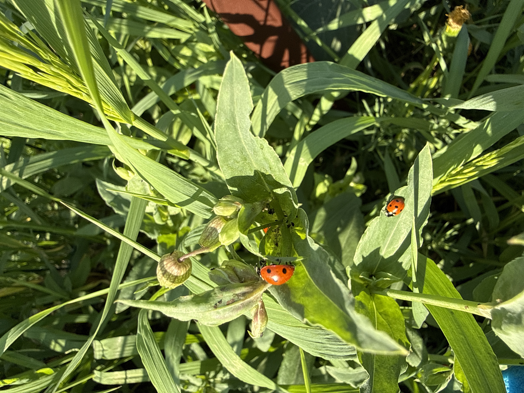The image shows a close-up view of a patch of green vegetation, possibly in Dzerzhinsky, Russia, although the location cannot be definitively confirmed from the image alone. There are two visible ladybugs, one on a leaf in the foreground and another further in the background, also on a leaf. Some of the leaves are also covered in what appear to be aphids. The vegetation consists of grassy plants as well as leafy plants with what appear to be unopened flower buds. There's also a patch of dark shadow in the top center of the image. There are no people visible.