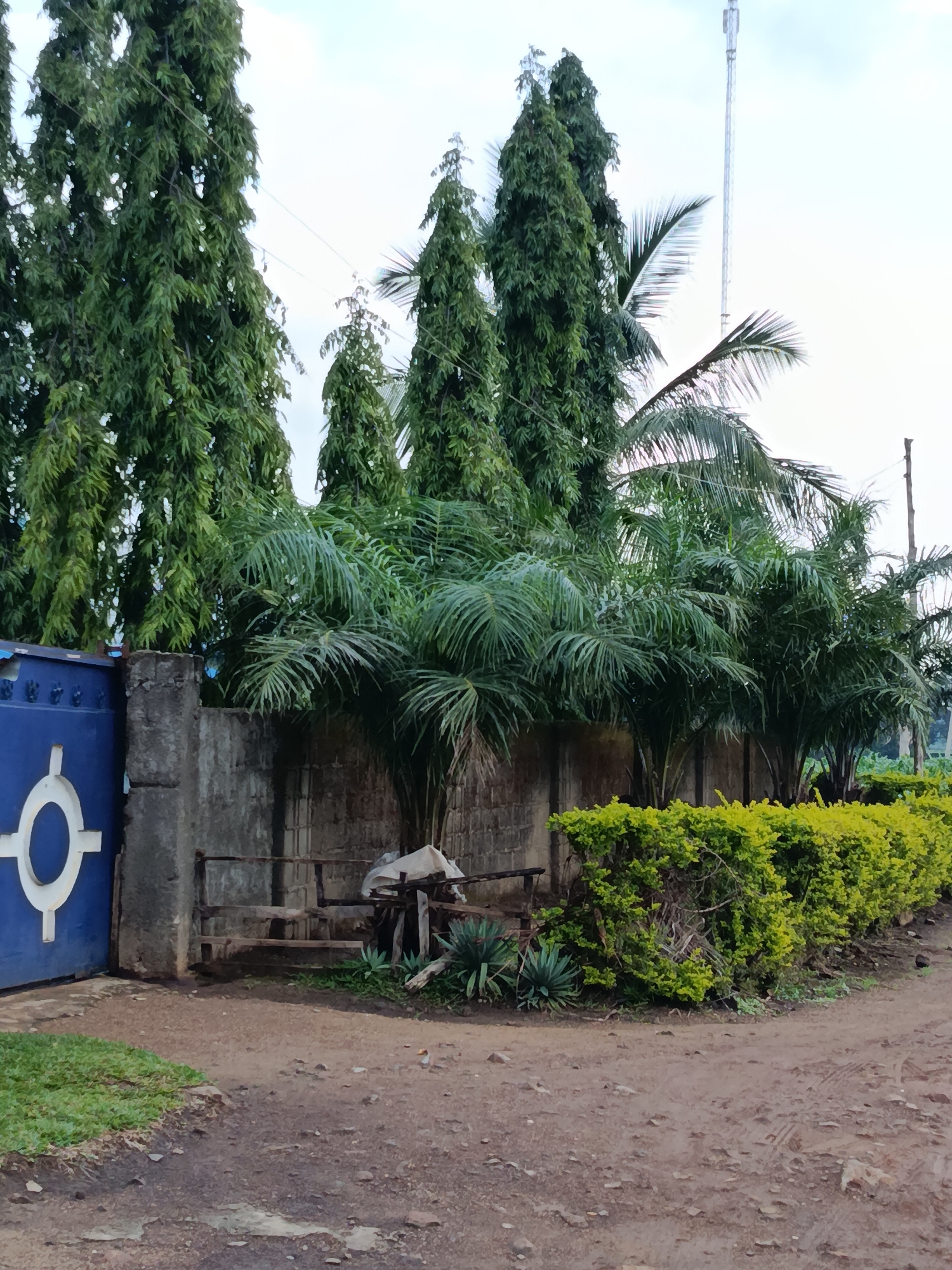 The image depicts an outdoor scene in the city of Maigizo, Nigeria. In the foreground, a dirt path leads into the frame, with a strip of green grass on the left. Dominating the midground is a stone wall, partially covered by lush, green foliage of palm trees. To the left of the wall, a blue metal gate with a white circular emblem is visible. Behind the wall, a line of neatly trimmed, bright green bushes extends into the distance. Several tall, slender evergreen trees stand behind the palm trees. A tall telecommunications tower is visible in the upper right portion of the image, rising above the trees. The sky is overcast. The scene appears to be a residential or institutional property, with elements of both natural landscaping and constructed elements. No people are present in the image.