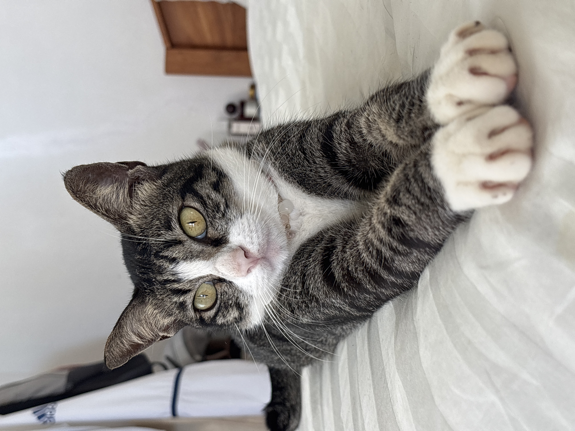 The image features a domestic short-haired cat with a striking tabby and white coat. The cat exhibits a pattern of grey and black stripes across its body, complemented by a white chest, muzzle, and paws. Its eyes are a prominent greenish-yellow, contrasting with its pink nose and long white whiskers.
The cat is captured in a relaxed pose, lying down, possibly on its back or side, with its head turned directly towards the camera. Its front paws are curled upwards, showcasing its white toe beans. The cat's gaze is direct, conveying an attentive and curious expression.
The setting appears to be an indoor environment. The cat rests on a white, soft textile surface, likely bedding or a sheet, which shows subtle pleats and folds. The background is softly blurred but suggests a light-colored wall and some indistinct objects, including a wooden structure visible in the upper part of the frame. The lighting is bright and natural, indicating it is daytime. There is no visible text within the image. The scene offers a close-up, engaging portrait of the cat in a domestic setting, located in Kuta Selatan, Indonesia.