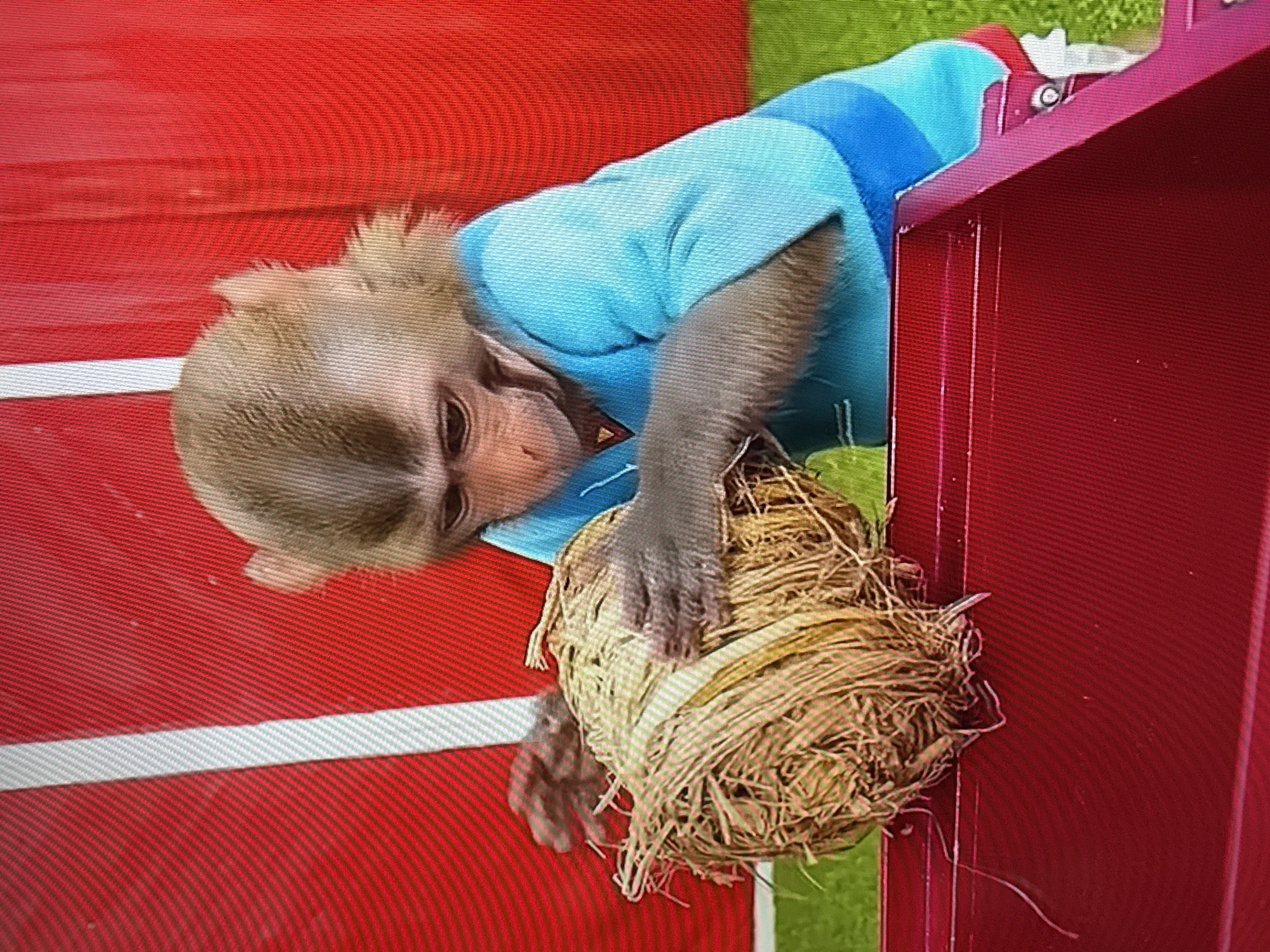 A monkey wearing a blue shirt is holding a ball of straw against a red surface with white lines. The background includes green grass. Location: Unknown, Unknown.