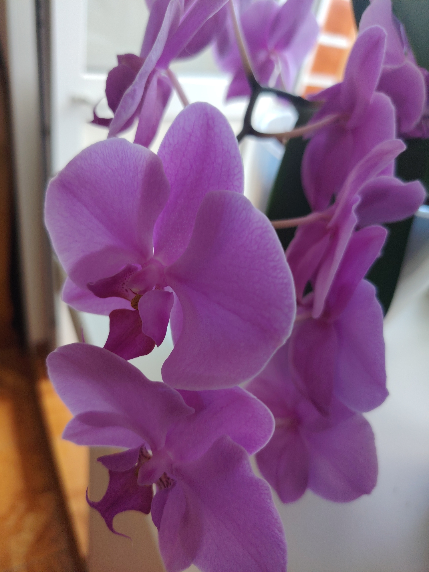 A close-up, slightly angled shot showcases several vibrant purple orchid flowers against a blurred background. The flowers, with their delicate, overlapping petals, are the central focus. Some petals have a slightly textured surface, visible due to the shallow depth of field. A hint of a dark green leaf is visible behind some of the blossoms. The background includes a bright, diffused light source, suggesting a window, with faint hints of warm-toned structures that could be blinds or brickwork. A portion of a light-colored, possibly ceramic pot, is visible at the bottom right of the frame. The overall impression is of a still-life arrangement of blooming orchids, likely indoors. There is no indication of Konakovo, Russia in the image itself.