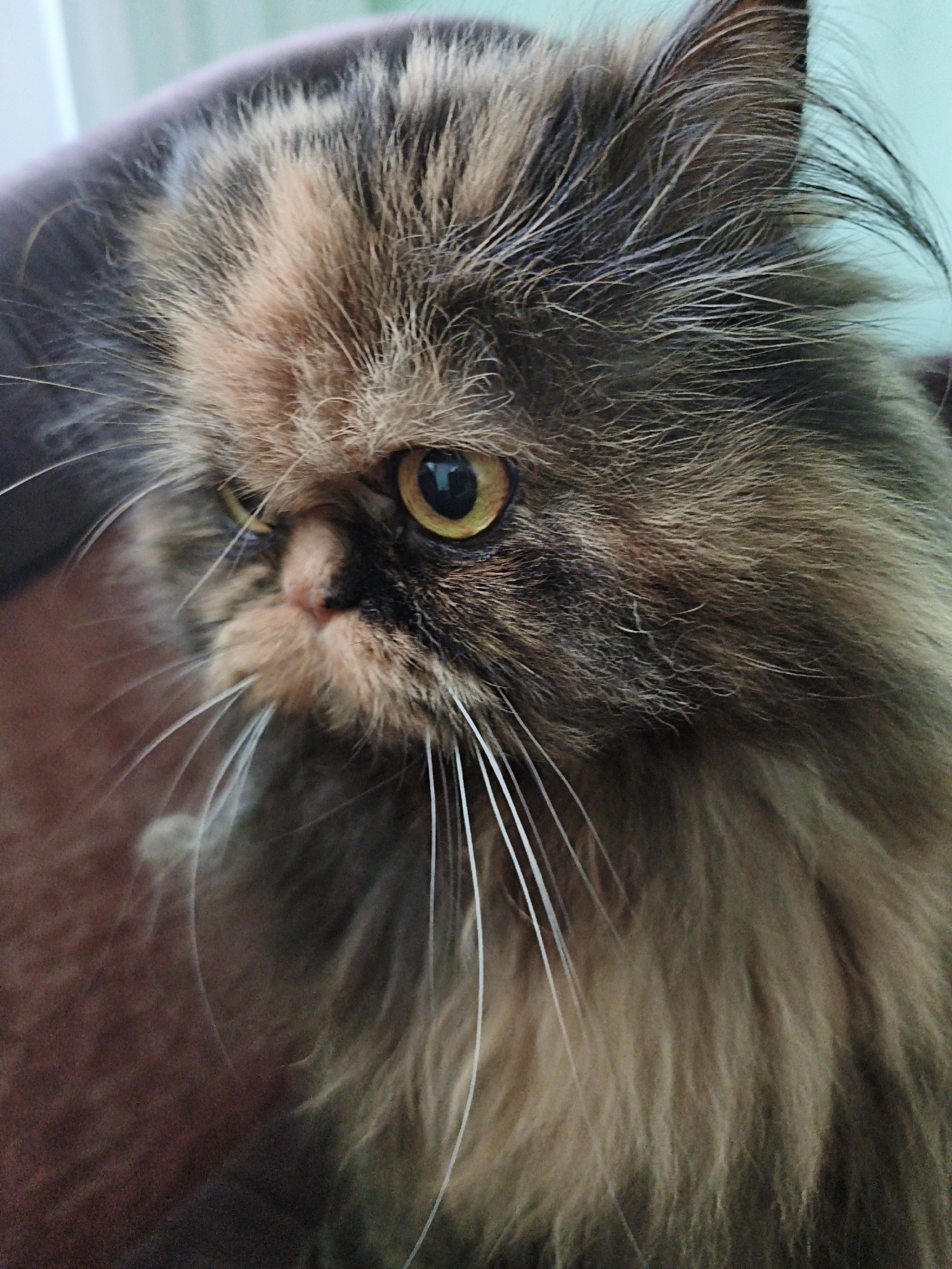 A close-up, headshot photograph features a long-haired Persian cat with a tortoise-shell coat. The cat's fur displays a mix of brown, black, and orange-tan patches, particularly noticeable on its face. Its large, round eyes are a striking yellow-green, with a dark pupil. The cat's nose is small and pinkish. Prominent white whiskers extend outwards from its muzzle. The background is softly blurred, with hints of a light blue-green and a dark brown, textured surface, suggesting an indoor setting. The cat is looking off to the left side of the frame.