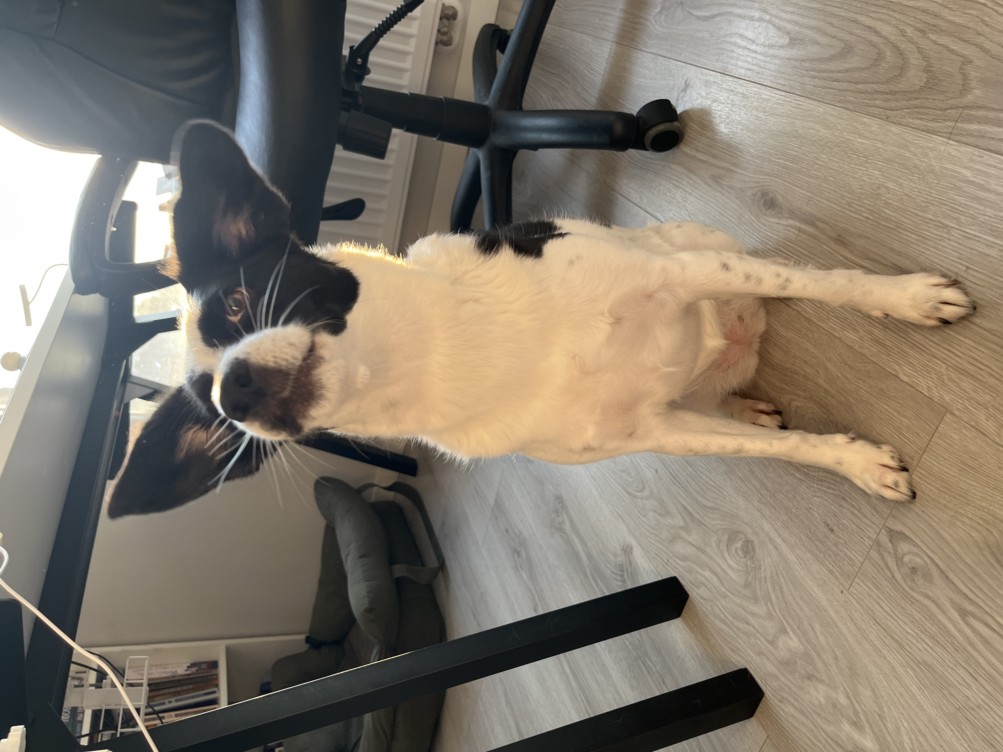 A medium shot captures a black and white dog sitting on a light-colored wooden floor. The dog is facing slightly upward and to its left, with its ears perked high. Its black fur is prominent on its head and ears, with a white face and chest. The dog's body is mostly white with some black spots, and its front legs are visible, with its paws resting on the floor. Behind the dog, to the right, is a black office chair with wheels. To the left, a portion of a black desk leg is visible, and further back, a shelf unit with books and what appears to be a dog bed. The scene is illuminated by strong natural light, casting shadows and highlighting the dog's fur. The background consists of a light-colored wall and a radiator. The image appears to be taken indoors, likely in a home office or living space.
