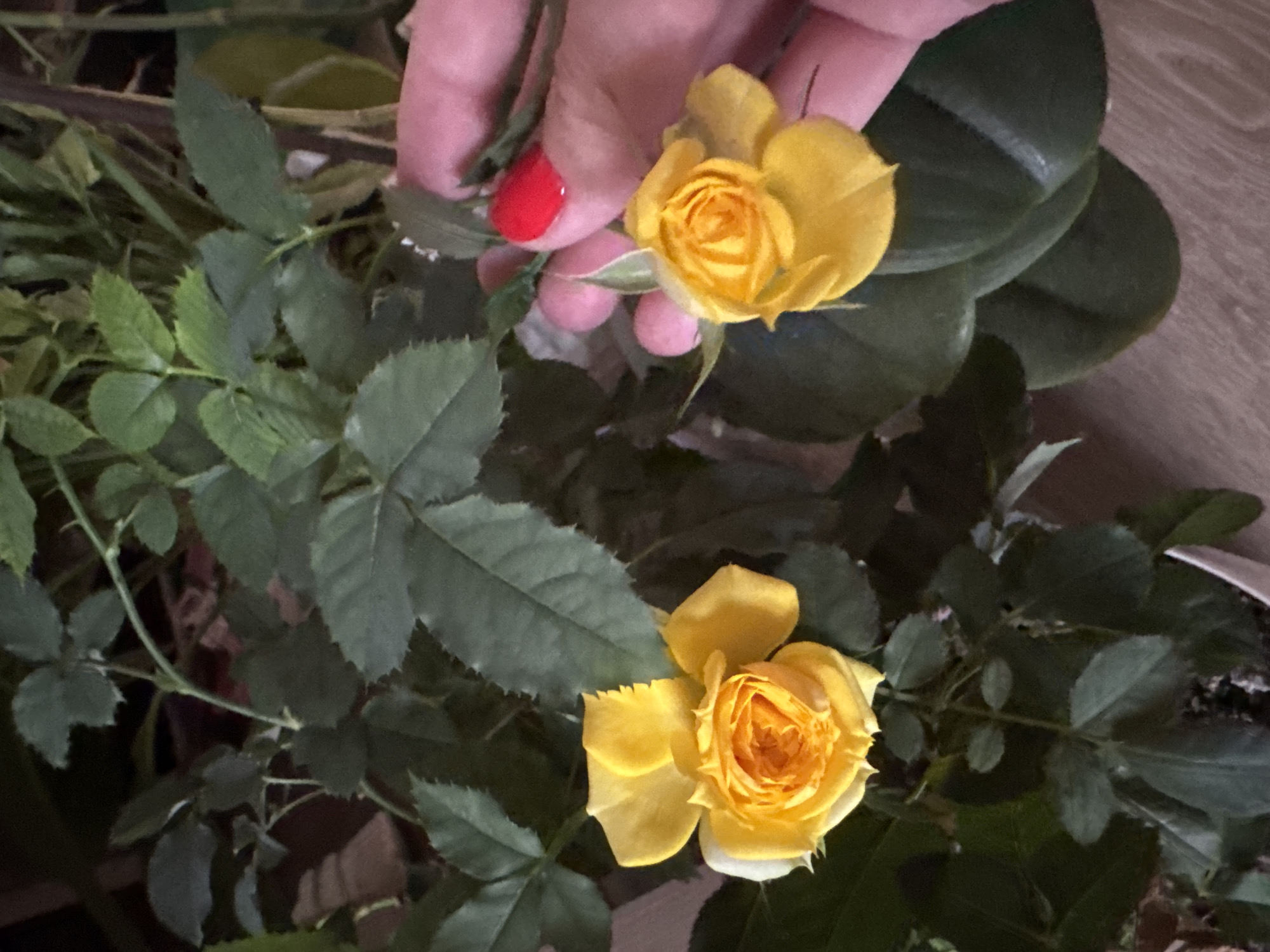 A close-up shot features a hand with red nail polish holding a yellow rose. Another yellow rose is visible below it, still attached to the plant. The plant has green leaves. The background includes other green foliage and a hint of a wooden surface. The location is specified as Раздолье, Russia, though this is not evident from the visual information alone.