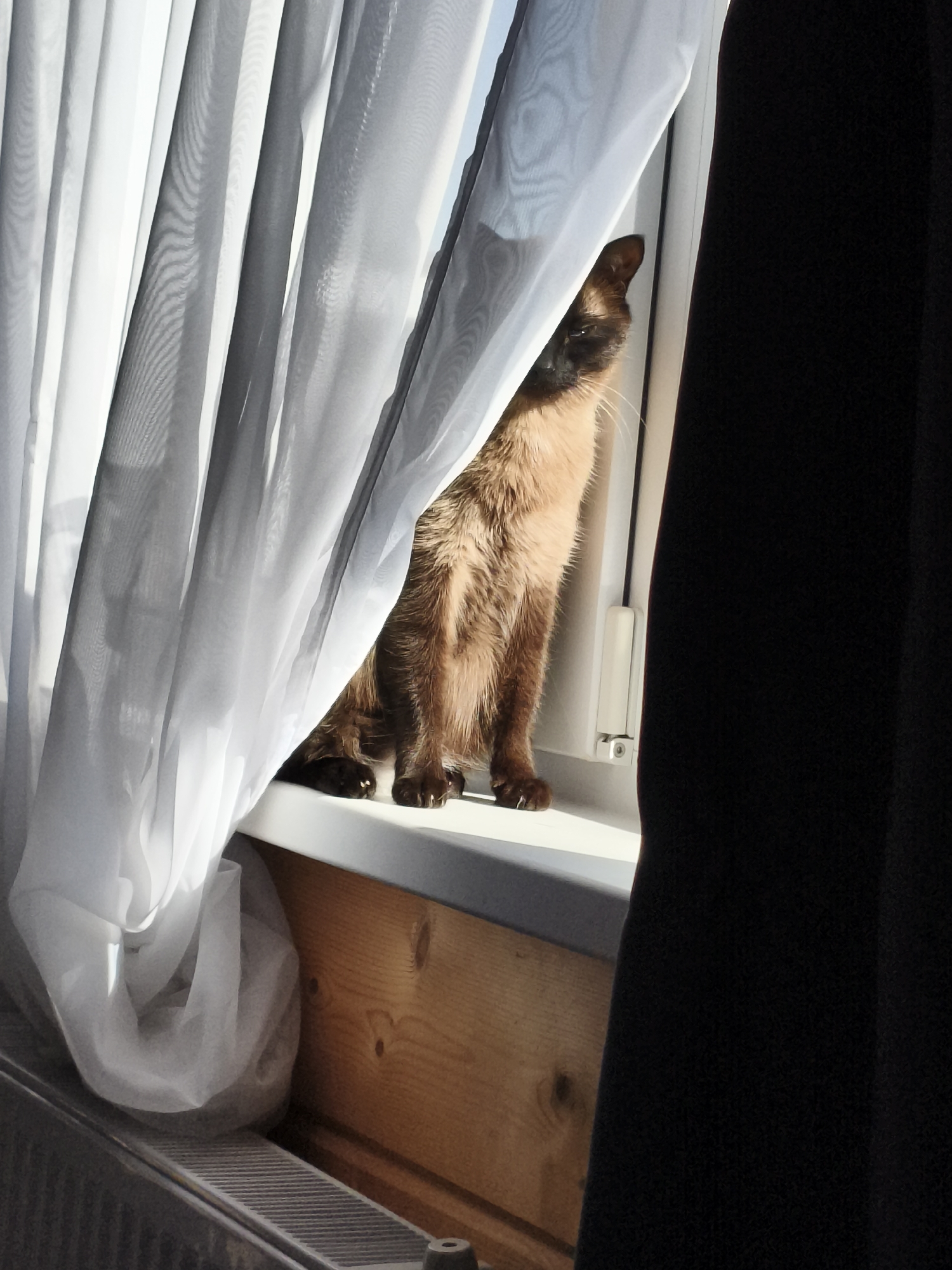 A brown cat is sitting in a window behind a white curtain. The window has a wooden sill, and a radiator is visible below it. A black curtain is partially visible on the right side of the image. The location is Русский Вожой, Russia.