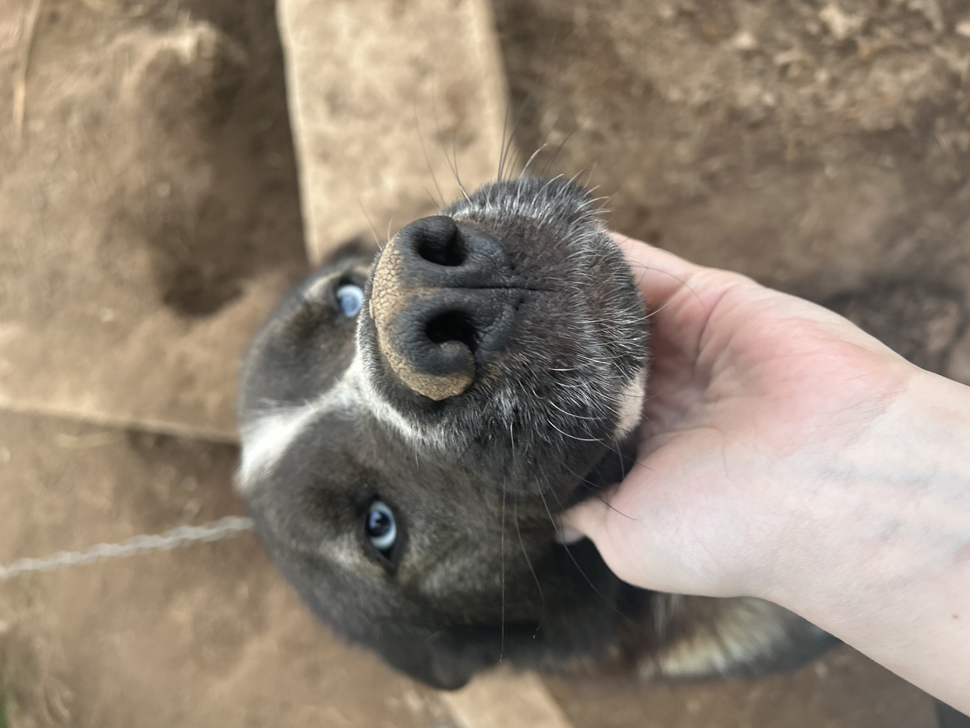 A close-up, overhead shot features the head of a dark-furred dog with a prominent black nose and striking blue eyes, being gently held or petted by a human hand. The dog's muzzle and nose are a focal point, with visible whiskers and some dirt or dust on its nose. Its fur is a mix of dark grey or black, with noticeable white or grey hairs around its snout and a white marking on its forehead between its eyes.
A light-skinned human hand is positioned on the dog's chin or neck, suggesting an interaction of petting or affectionate holding. The dog's gaze is directed upwards, towards the camera, conveying attentiveness and perhaps a calm or curious demeanor.
The background consists of light brown, textured ground, likely dirt or earth, indicating an outdoor setting. Parts of the background appear slightly out of focus, emphasizing the dog and the hand. A faint, chain-like object can be discerned on the left side of the background. The lighting suggests natural daylight.
No visible text is present in the image. The scene is set outdoors, likely in a rural or backyard environment in Фоки, Russia.