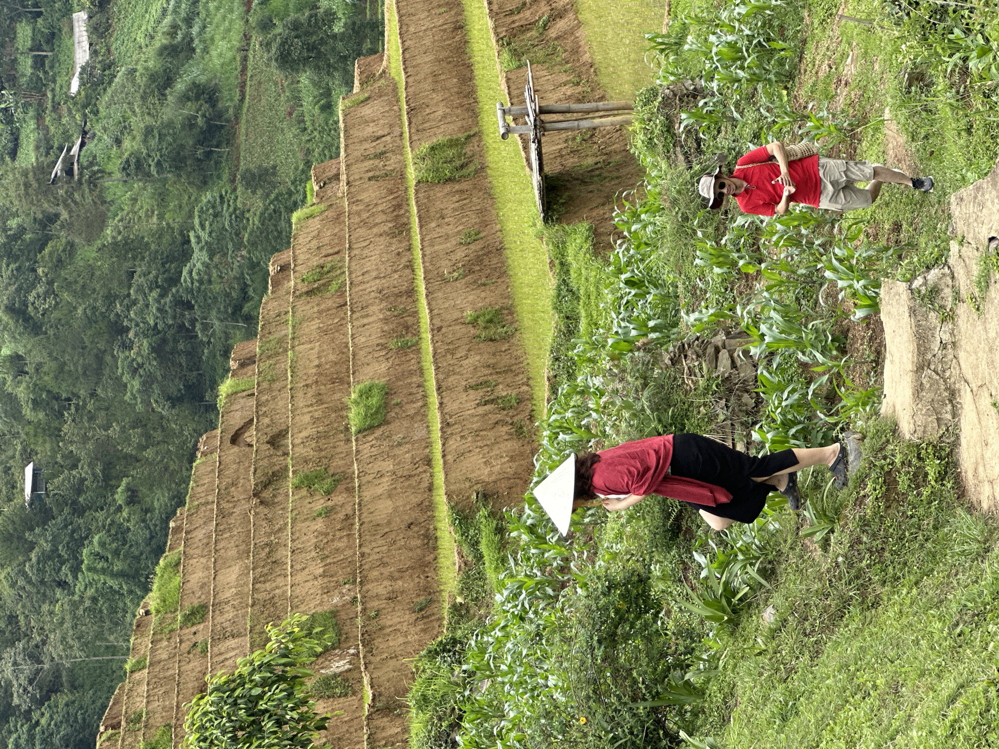 The image displays a mountainous, terraced agricultural landscape in Pung Luong, Vietnam, under overcast conditions. Extensive earthen terraces, some freshly tilled with brown soil and others cultivated with young, bright green crops (likely rice), ascend the steep hillside in the background. Dense green forest covers the higher slopes, interspersing with several small, rustic structures featuring angled roofs.
In the midground and foreground, a winding path traverses a vegetated area containing lush grass, shrubs, and rows of young corn plants. Two individuals are visible on this path. On the left, a person wearing a traditional Vietnamese conical hat, a red short-sleeved top, and black calf-length pants is ascending the path, stepping onto a raised section. On the right, a male individual, wearing a light-colored hat, sunglasses, a red polo shirt, light-colored cargo shorts, and carrying a woven bag, is walking downhill.
A rustic platform made of bamboo poles and planks is erected on one of the terraced levels in the midground, towards the right. Several rough-hewn stone steps are present on the path in the lower foreground.