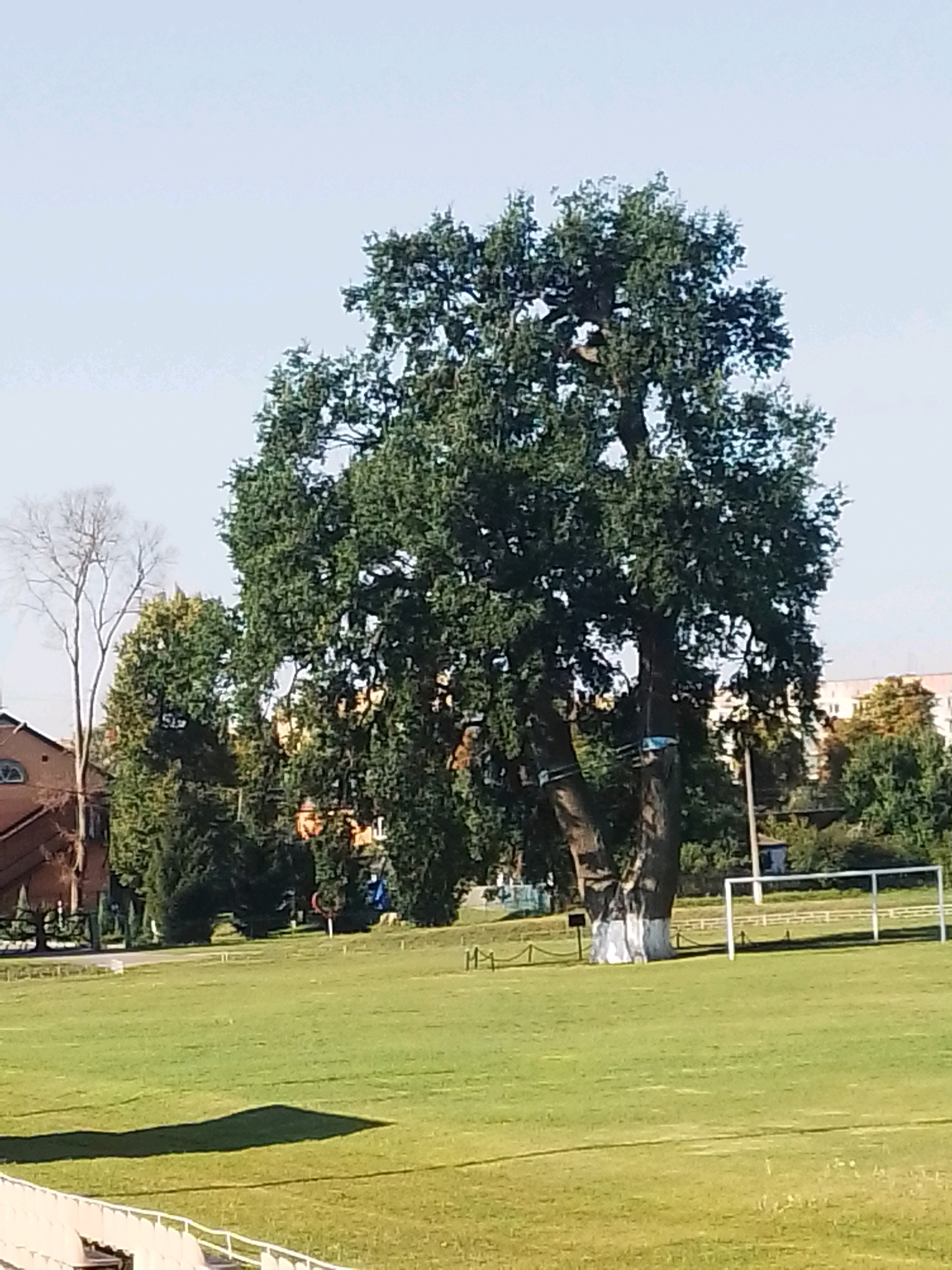A large, mature oak tree with a thick, gnarled trunk stands prominently in the center of the frame, its branches laden with dark green leaves. The trunk is partially whitewashed at its base. To the left of the oak, a bare, spindly tree with delicate branches is visible, along with the roof of a building with a semicircular window. The oak tree is situated on a large, well-maintained green field, possibly a sports field or park. A white soccer goal with netting is positioned on the right side of the field, casting a shadow. In the background, beyond the field and trees, are buildings with orange and light-colored facades, indicative of urban or suburban development. The sky above is a clear, pale blue. The overall scene suggests a pleasant, sunny day in Velyka Bahachka, Ukraine.