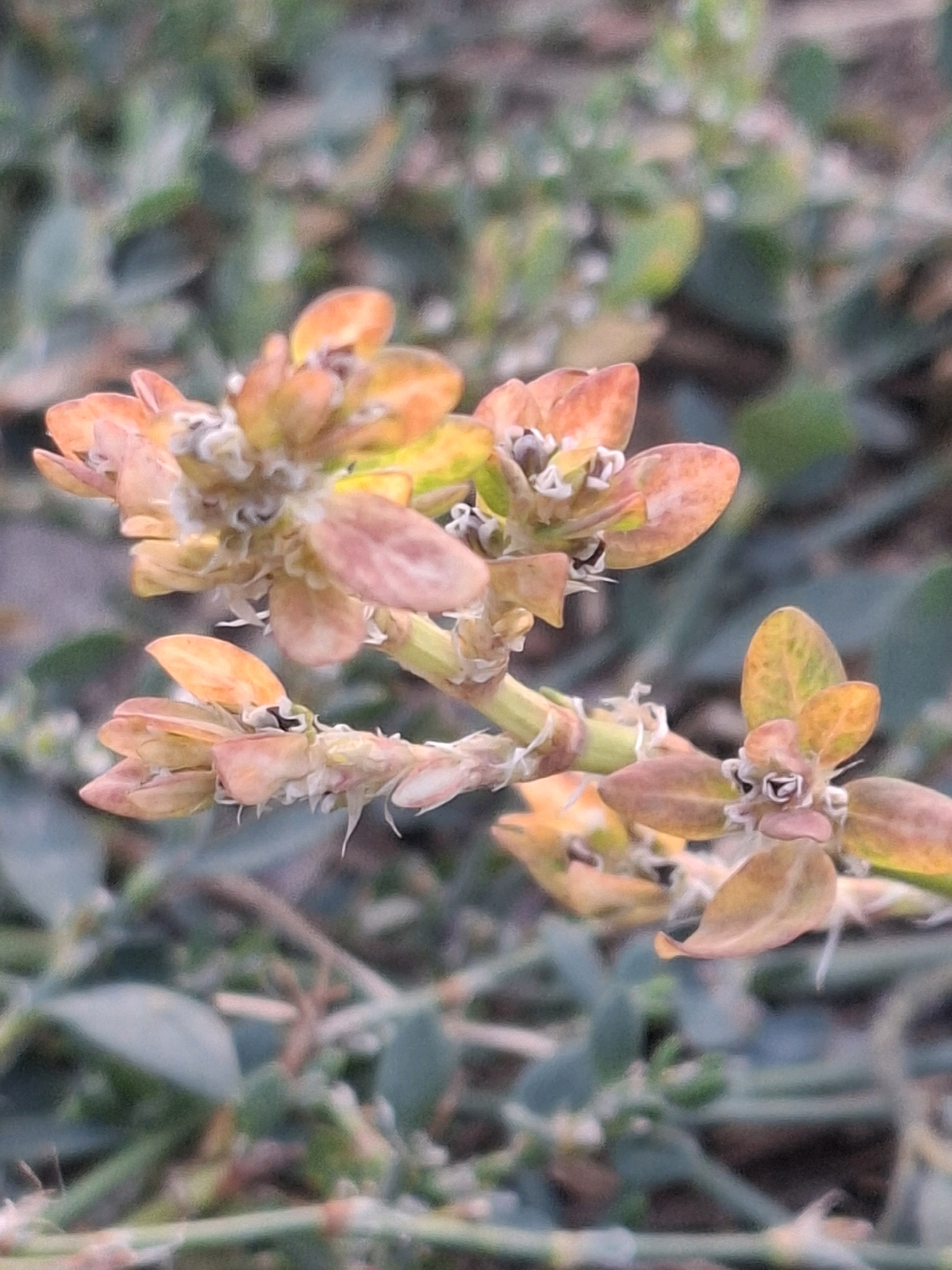 A close-up, slightly out-of-focus shot captures a sprig of a plant with small, reddish-orange leaves clustered along a green stem. Some of the leaves appear to be drying or transitioning in color. The background is a blur of green foliage, suggesting an outdoor environment. The specific location in Almaty, Kazakhstan, is not discernible from the visual information provided.