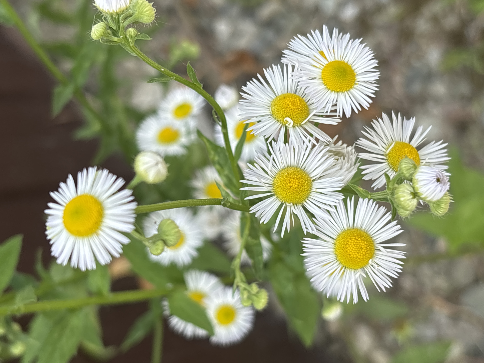 This media file is a close-up shot of a cluster of small, white daisy-like flowers with yellow centers. The flowers are in various stages of bloom, with some fully open and others still in bud. They are growing on green stems with some leaves visible. The background is a blur of muted colors, suggesting an outdoor setting with foliage and possibly gravel or dirt. The lighting appears to be natural daylight, possibly overcast as there are no strong shadows. The overall mood is serene and naturalistic. There is no visible text in the image. The location context provided is Sochi, Russia.