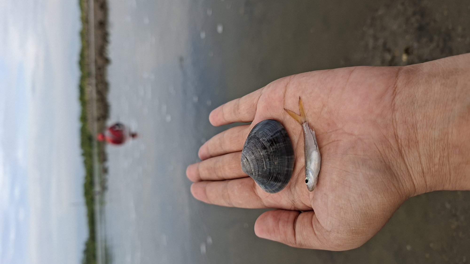 An overhead view shows a person's left hand, palm up, holding a small, grey-blue bivalve shell and a tiny, silver fish with an orange tail fin. The hand is positioned in the foreground, with the subjects centered. The background features a body of calm water, appearing to be a shallow inlet or estuary. In the distance, a person in a red top is wading in the water, their back to the camera, with a line of trees and a blurred embankment visible beyond them. The sky is overcast with a light grey hue. This scene is likely from a coastal area of Lhokseumawe, Indonesia, given the presence of shallow water, likely marine life, and the overall landscape.