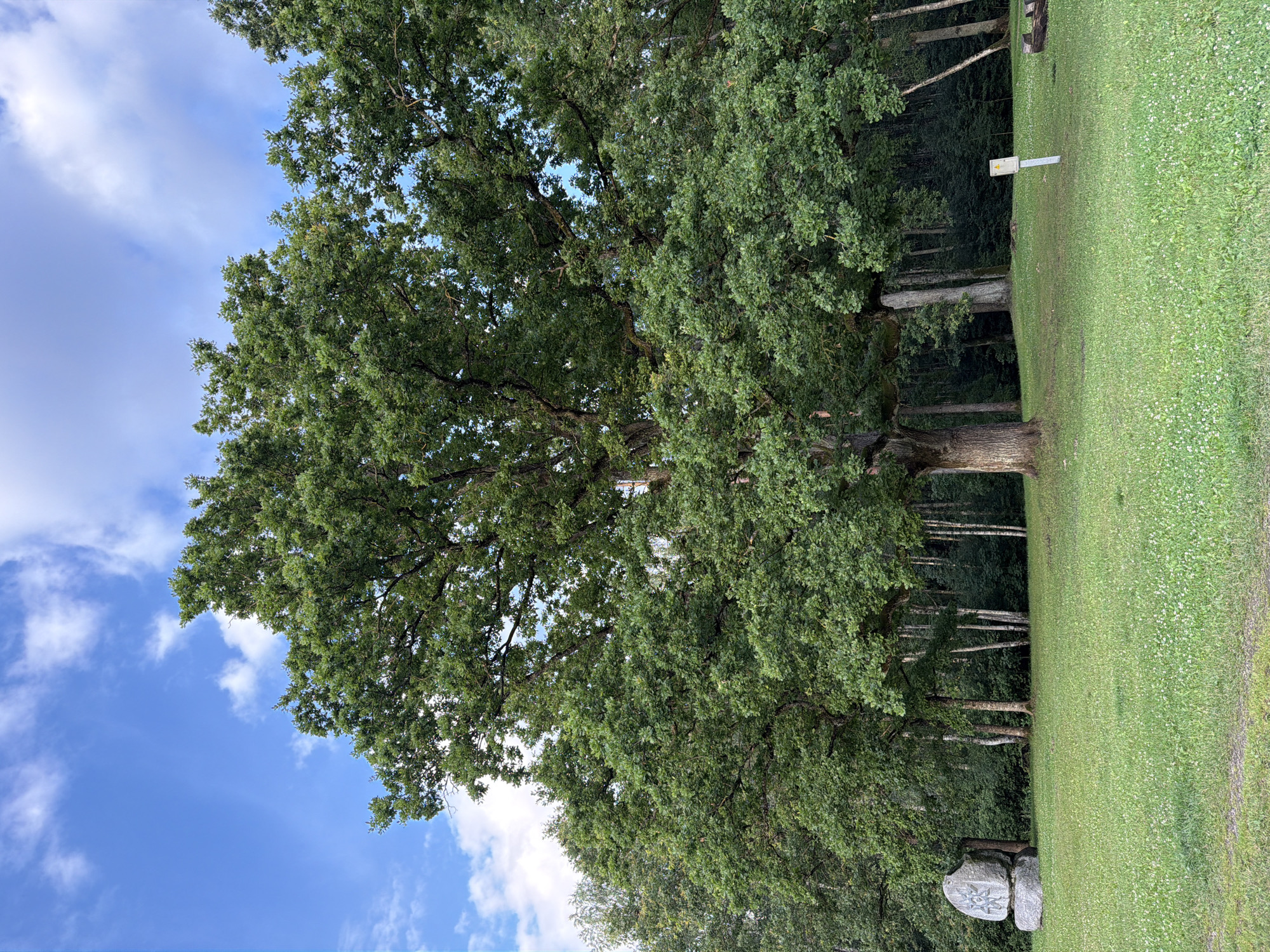 The image depicts an outdoor scene in Ulbroka, Latvia, featuring a large, mature oak tree as the prominent subject. The oak tree has a thick, gnarled trunk and a wide canopy of lush green leaves, dominating the center and right portions of the frame. Behind the oak, a dense forest of deciduous trees is visible, with a mix of lighter and darker green foliage. The ground in the foreground is a grassy field dotted with small white flowers, appearing to be a park or open recreational area. To the left of the oak, a large, light-colored boulder with carved markings is situated. In the mid-ground, a light-colored post with a yellow triangular sign is present. The sky above is blue with scattered white clouds, suggesting fair weather. The overall impression is a natural, serene landscape.