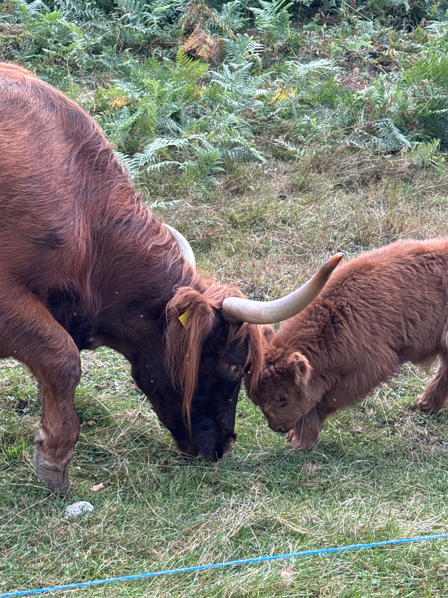Two Highland cows, one adult and one calf, are in a grassy field with ferns in the background. The adult cow is on the left, facing down and to the right, with its head bent to graze. The calf is on the right, also facing down and to the left, interacting with the adult cow. The adult cow has a yellow tag in its hair. The scene is outdoors, with natural light. There is a blue wire fence visible in the foreground. The location is not specified as Bellagio, Italy.