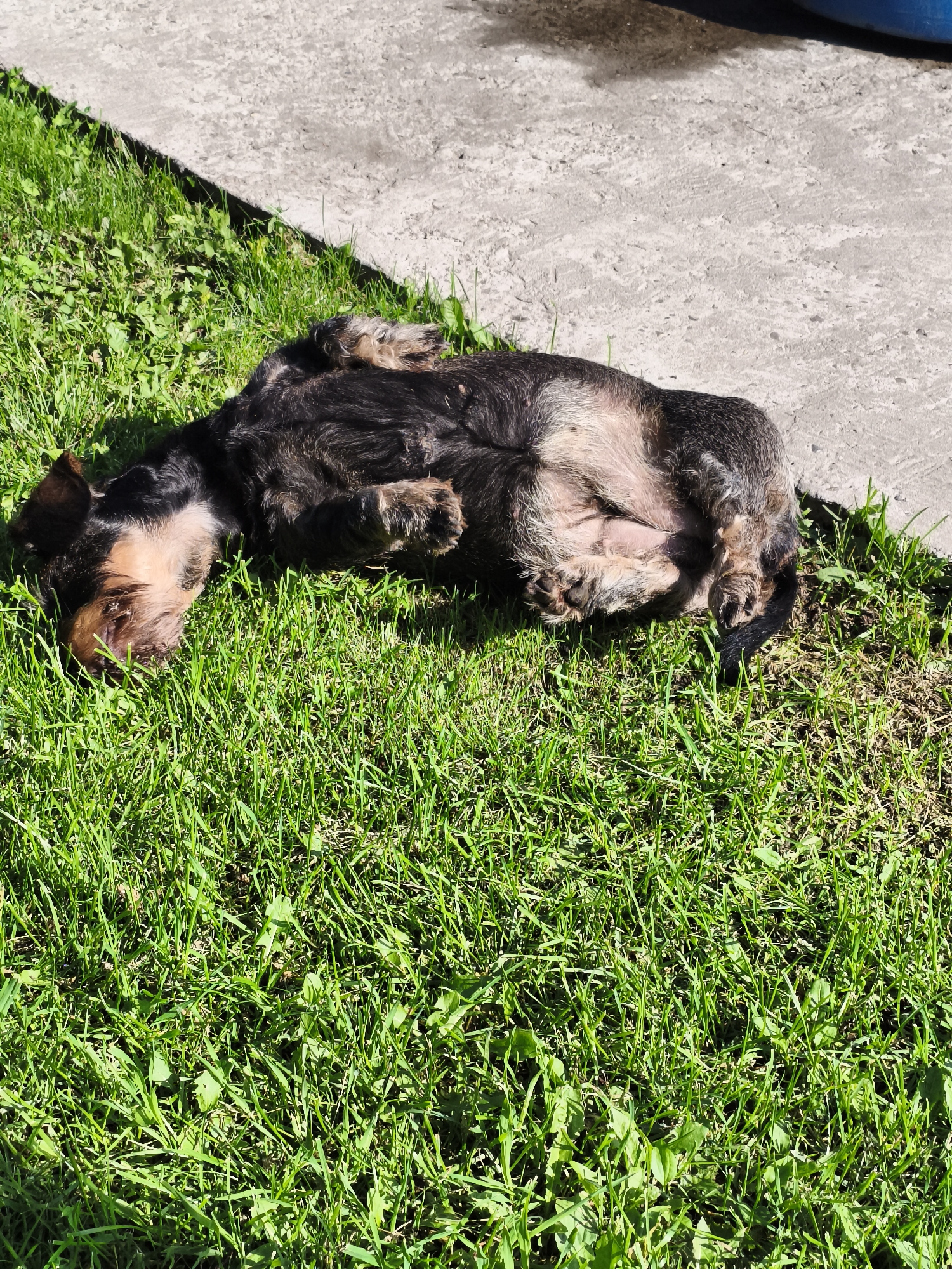 A wire-haired dachshund is lying on its back in a patch of green grass, with its legs in the air. The dog appears to be resting or sunbathing. The grass is lush and green, and there is a concrete surface in the background, likely a sidewalk or patio. The sun is casting a shadow on the concrete. The dog's fur is a mix of black, brown, and tan. Its eyes are closed, and its mouth is slightly open. The overall scene suggests a peaceful outdoor setting on a sunny day.