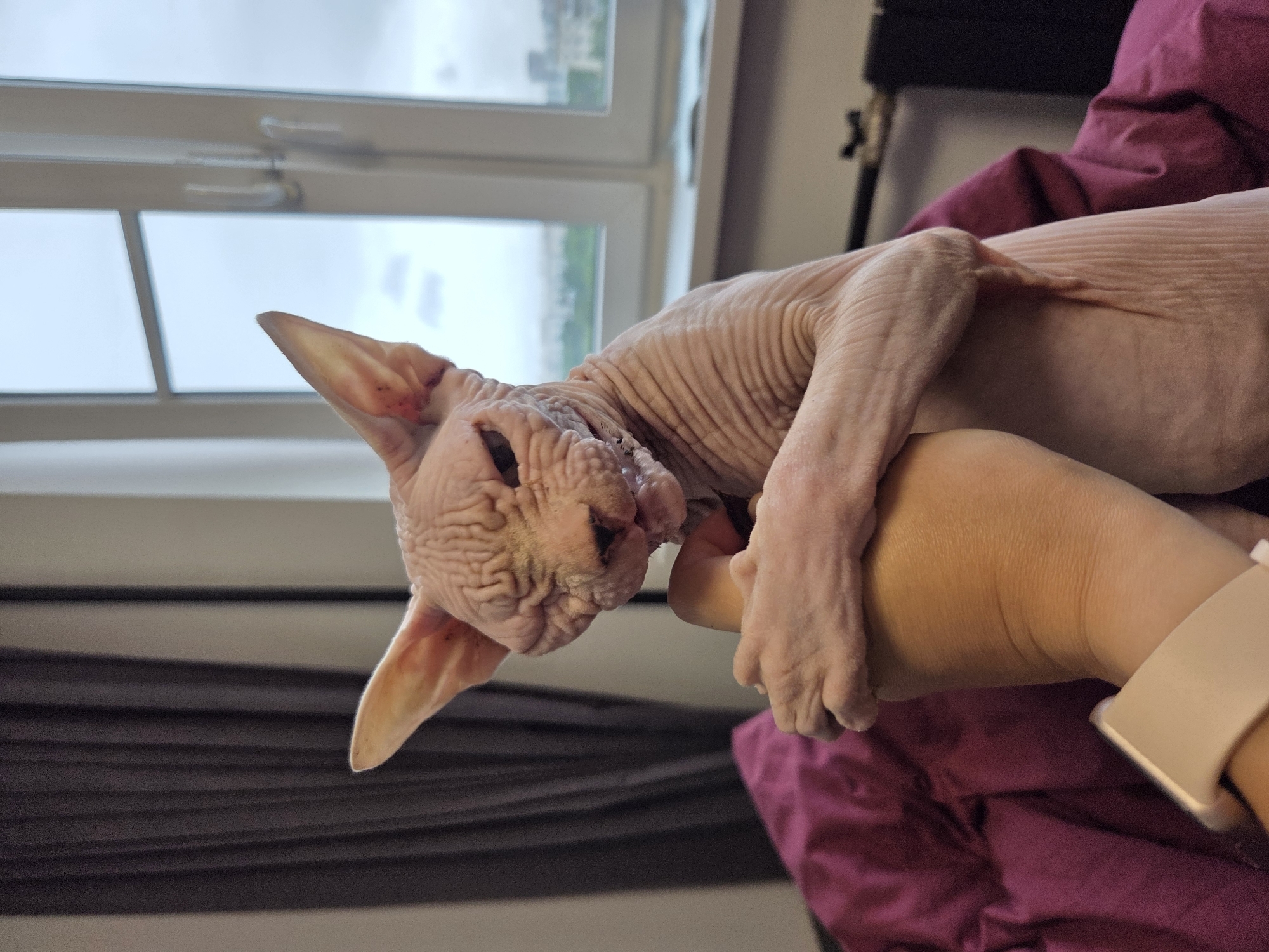 A hairless cat with wrinkled pink skin is cradled by a person's arm. The cat's large ears are prominent, and its face is wrinkled, with dark eyes and a slightly open mouth. The cat is holding onto the person's arm with its paws. The person is wearing a light-colored smartwatch on their wrist. The background shows dark gray curtains on the left, and a window with a view of a cityscape under an overcast sky on the right. The scene appears to be indoors, possibly in a residential setting. The architectural style of the buildings outside the window suggests it is likely in Moscow, Russia.