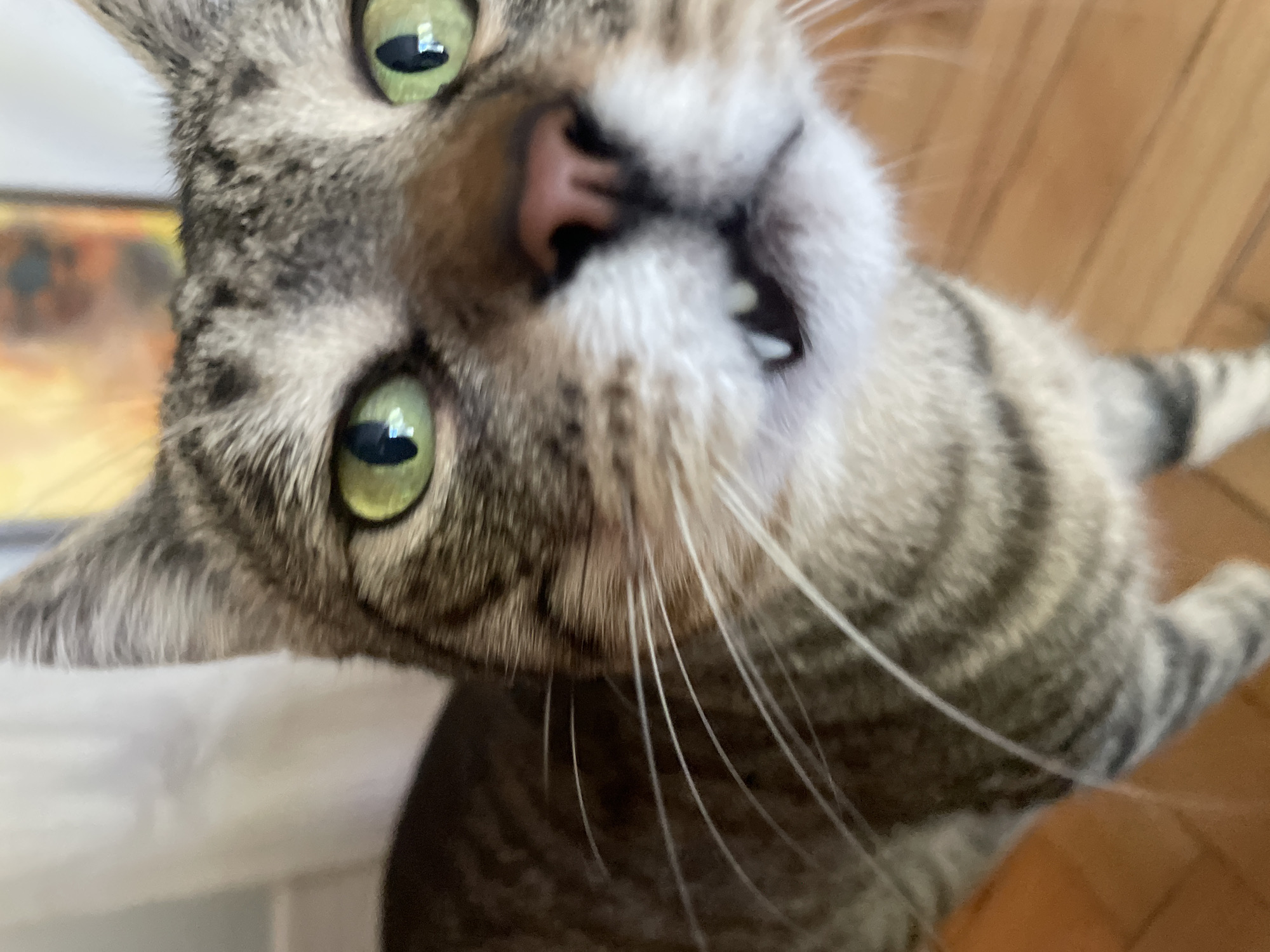 A close-up, low-angle shot shows a tabby cat's face. The cat's green eyes are wide and bright, with black pupils. Its nose is pink, and its mouth is slightly open, revealing a few small, sharp teeth. The cat's fur is a mix of gray, black, and brown stripes. White whiskers fan out from its muzzle. The background is blurred, but it appears to be an indoor setting with wooden flooring and a white curtain. There is an unfocused framed artwork on the wall in the upper background. The scene is indoors, in an unknown location within a city.
