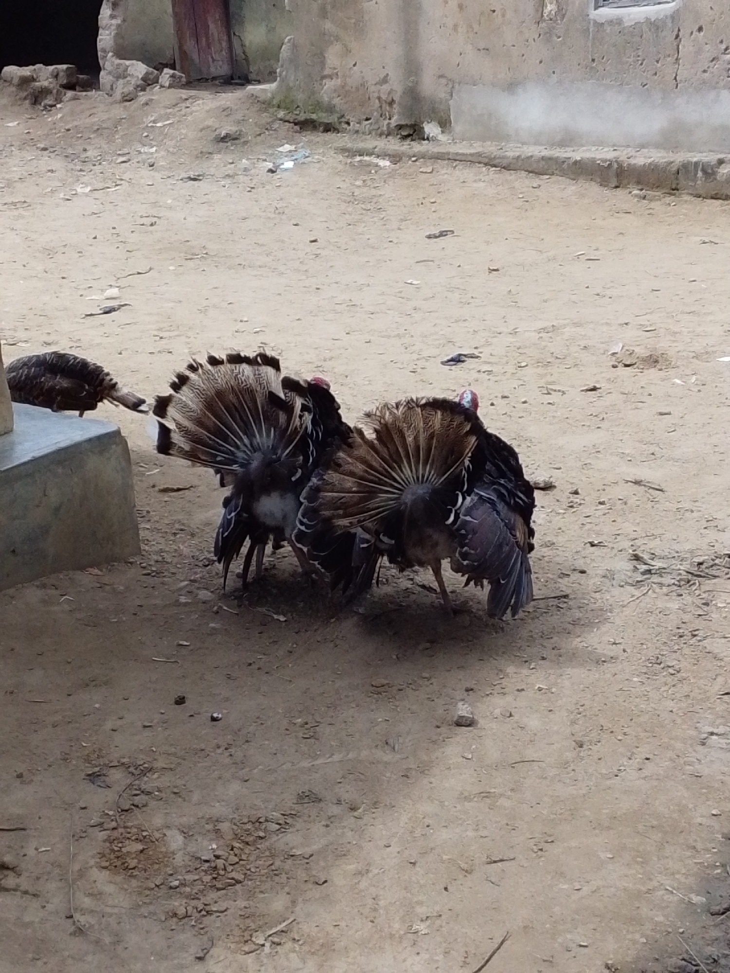 In Serti, Nigeria, a group of four turkeys are gathered on a dusty, uneven ground. Two of the turkeys, positioned in the center, have their tail feathers fanned out, displaying intricate patterns of brown, black, and white. Their bodies are dark, with glimpses of red on their heads. To the left, a third turkey is partially visible, facing away from the viewer, its dark feathers blending with the muted tones of the background. The environment appears to be a village setting, with a rough, weathered concrete structure to the left and a dilapidated building with a wooden door and a window in the background. The ground is littered with small stones, debris, and dry twigs, suggesting a rural or underdeveloped area. The lighting is natural, indicating it is daytime.
