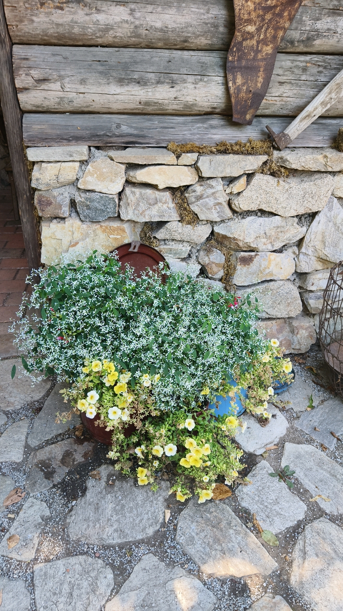 A rustic scene depicts a stone wall built with rough-hewn rocks of varying sizes and colors, interspersed with moss. Above the stone wall, weathered wooden logs form the facade of a structure. In front of the wall, several potted plants are arranged on a flagstone patio. The most prominent plant is a large bush with dense green foliage adorned with numerous tiny white flowers, cascading over a reddish-brown pot. Below this, yellow flowers bloom amongst the greenery in a similar pot. A blue pot is partially visible to the right of the main plant. A rusty, curved metal object, possibly part of an old tool, is mounted on the wooden logs to the upper right of the stone wall. A lighter colored wooden handle of another tool is also visible near the metal object. The flagstone patio has gravel between the stones, and some fallen leaves are present. To the left, a darker structure, possibly a doorway or entrance, is partially visible. The overall impression is one of a quaint, perhaps rural or garden setting, characteristic of parts of Langenlois, Austria. No people are visible in the image.