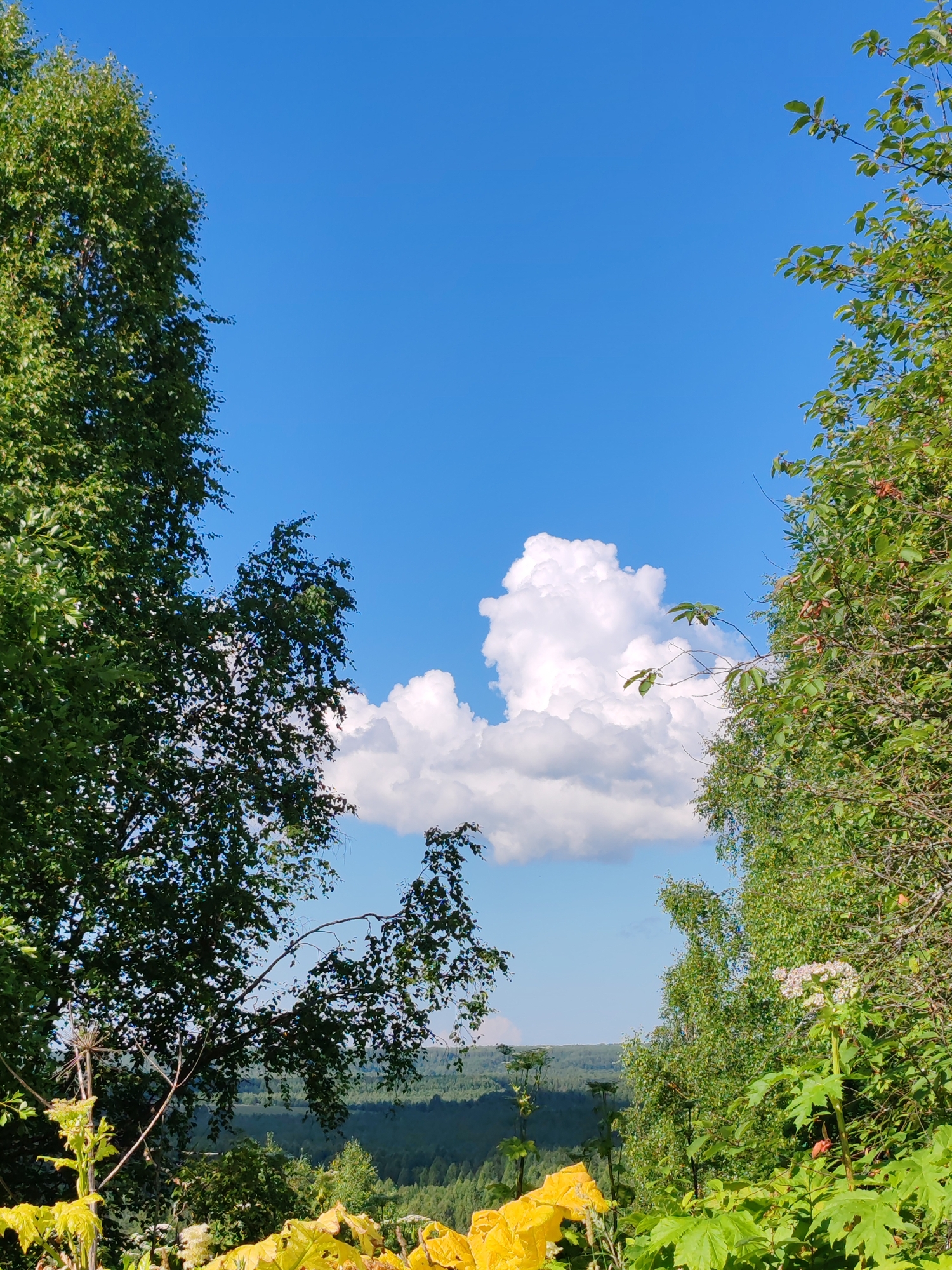 The image captures a clear blue sky with a large, fluffy white cloud positioned in the center, slightly to the left. Two prominent trees frame the scene, one on the left and another on the right, their green foliage creating a natural border. Between the trees, a distant landscape of rolling hills covered in dark green trees is visible under the bright sky. In the foreground, to the right, a tall plant with a white cluster of flowers and broad green leaves stands out, while to the left, yellow leaves are visible. The location is identified as Чухлэм, Russia.