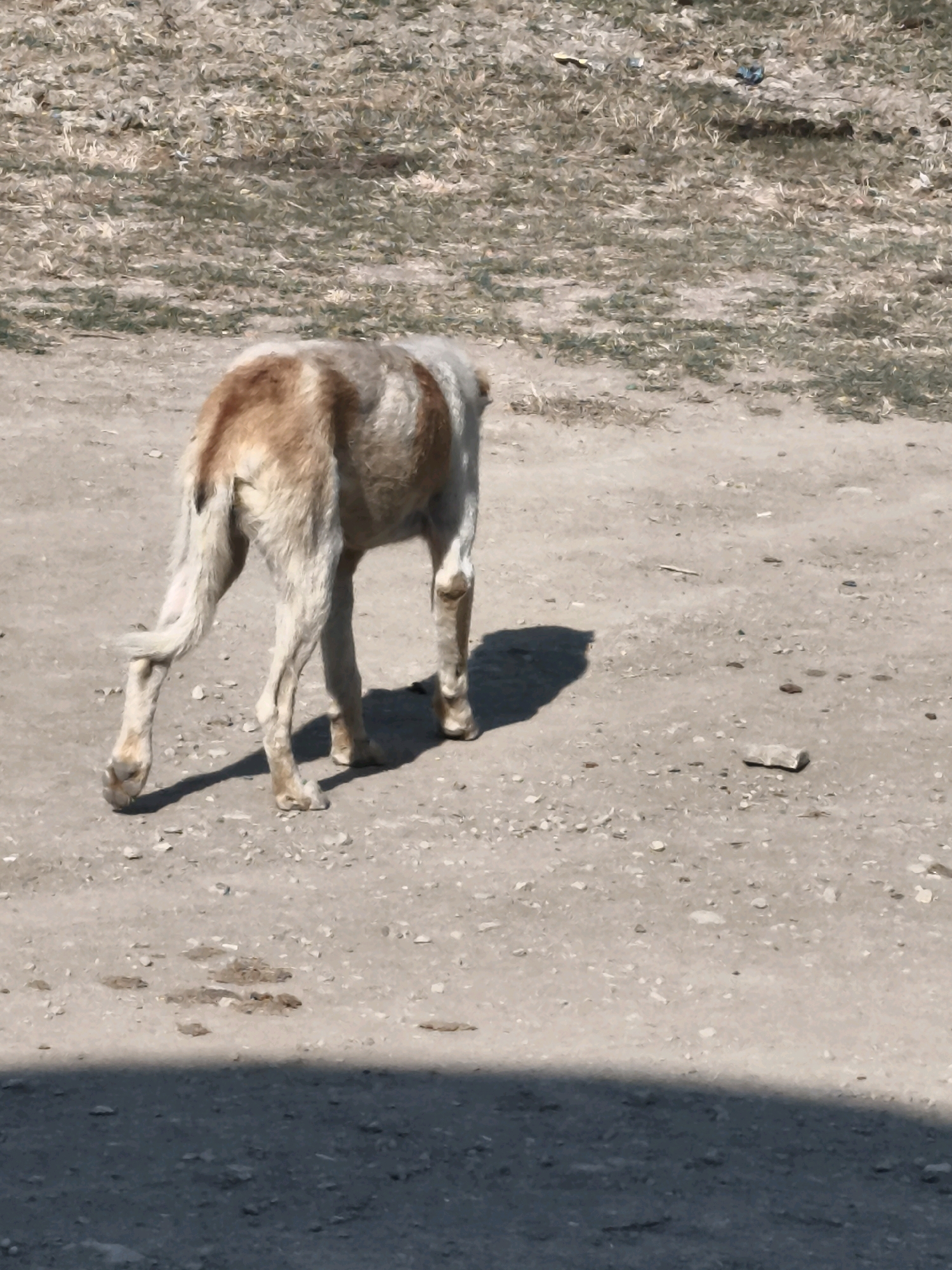 An emaciated dog, its coat predominantly white with irregular tan patches, stands on a dusty, uneven ground. The dog's back is to the viewer, and it is facing away from the camera. Its hindquarters and legs are clearly visible, with its tail held low. The ground is a mix of dirt, small stones, and patches of dry, sparse vegetation. A shadow of the dog is cast to its right on the ground. The scene appears to be an outdoor environment, possibly a rural or undeveloped area within the city of Qalaşıxı, Azerbaijan, given the dry, arid terrain and the presence of debris scattered across the ground.