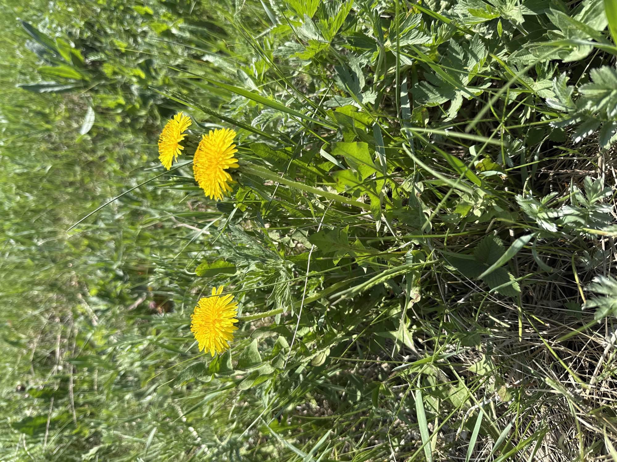 The image depicts a patch of grass with several dandelions in bloom. The flowers are yellow and stand out against the green background. The location is unknown. There are no people visible in the image.