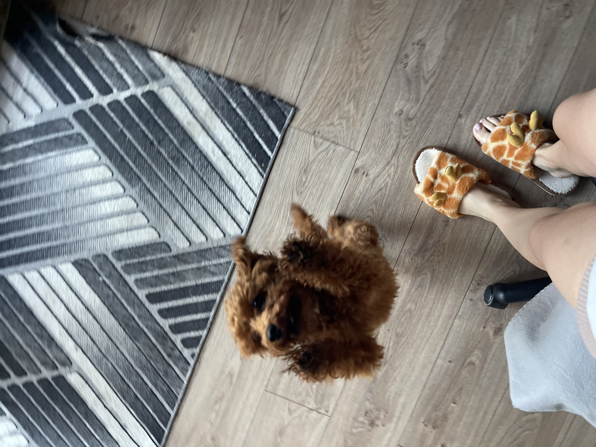 A small, fluffy, reddish-brown dog is captured mid-air, appearing to jump towards the camera. Its paws are extended upwards, and its mouth is open. The dog is positioned on a wooden floor, with a gray and white striped rug partially visible in the upper portion of the frame. In the foreground, a person's legs and feet are visible, wearing fluffy giraffe-themed slippers. The scene is indoors, likely a residential setting, and does not provide any specific indicators of its location within the city of Sofia, Bulgaria.