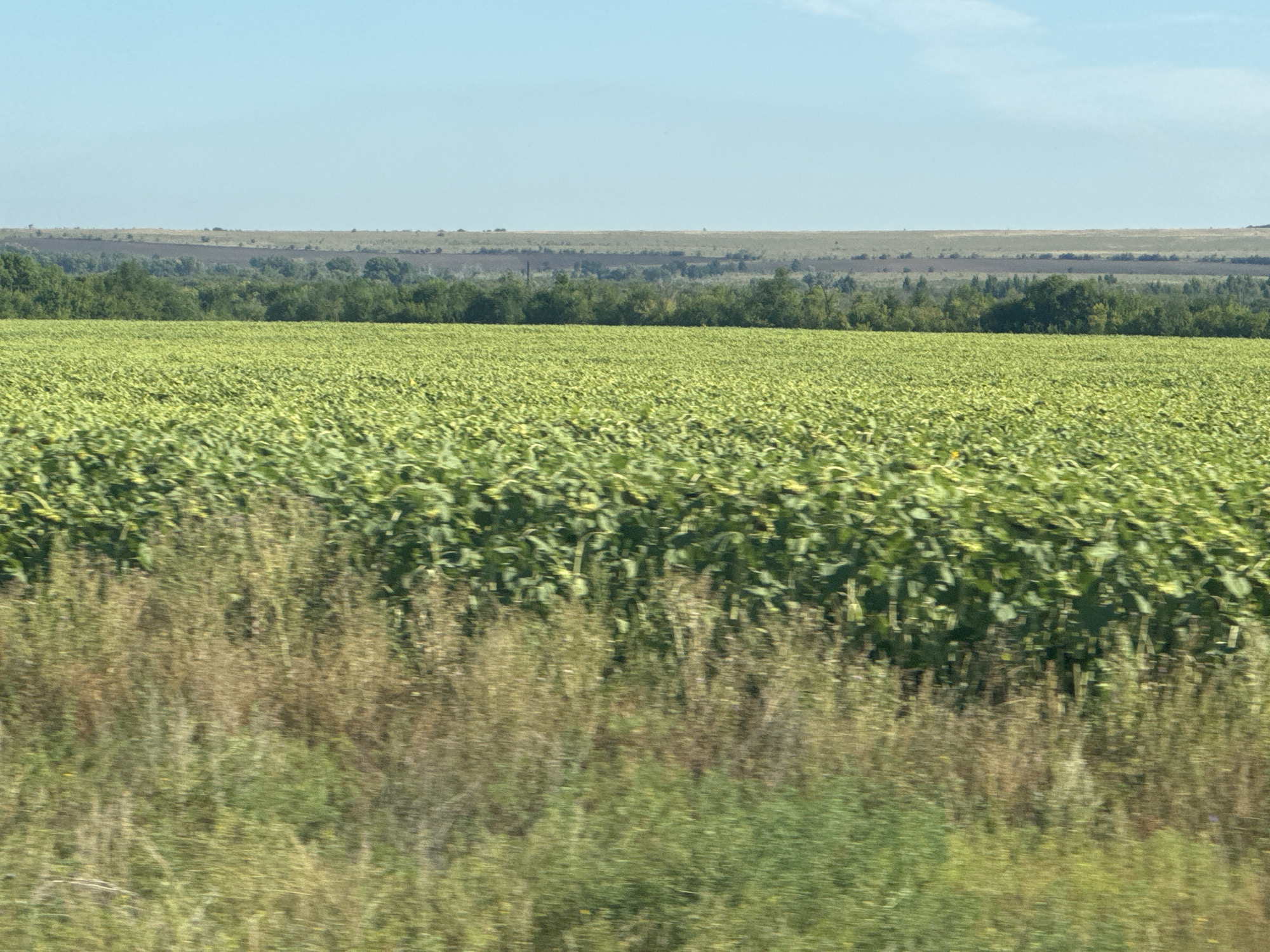 The image depicts a vast, green field of sunflowers stretching towards a line of trees in the middle ground, under a clear blue sky. In the foreground, a blurry strip of vegetation, possibly grass and wildflowers, suggests movement, implying the photo was taken from a moving vehicle. The location is identified as Burdygino, Russia. The scene is pastoral and depicts a rural landscape.