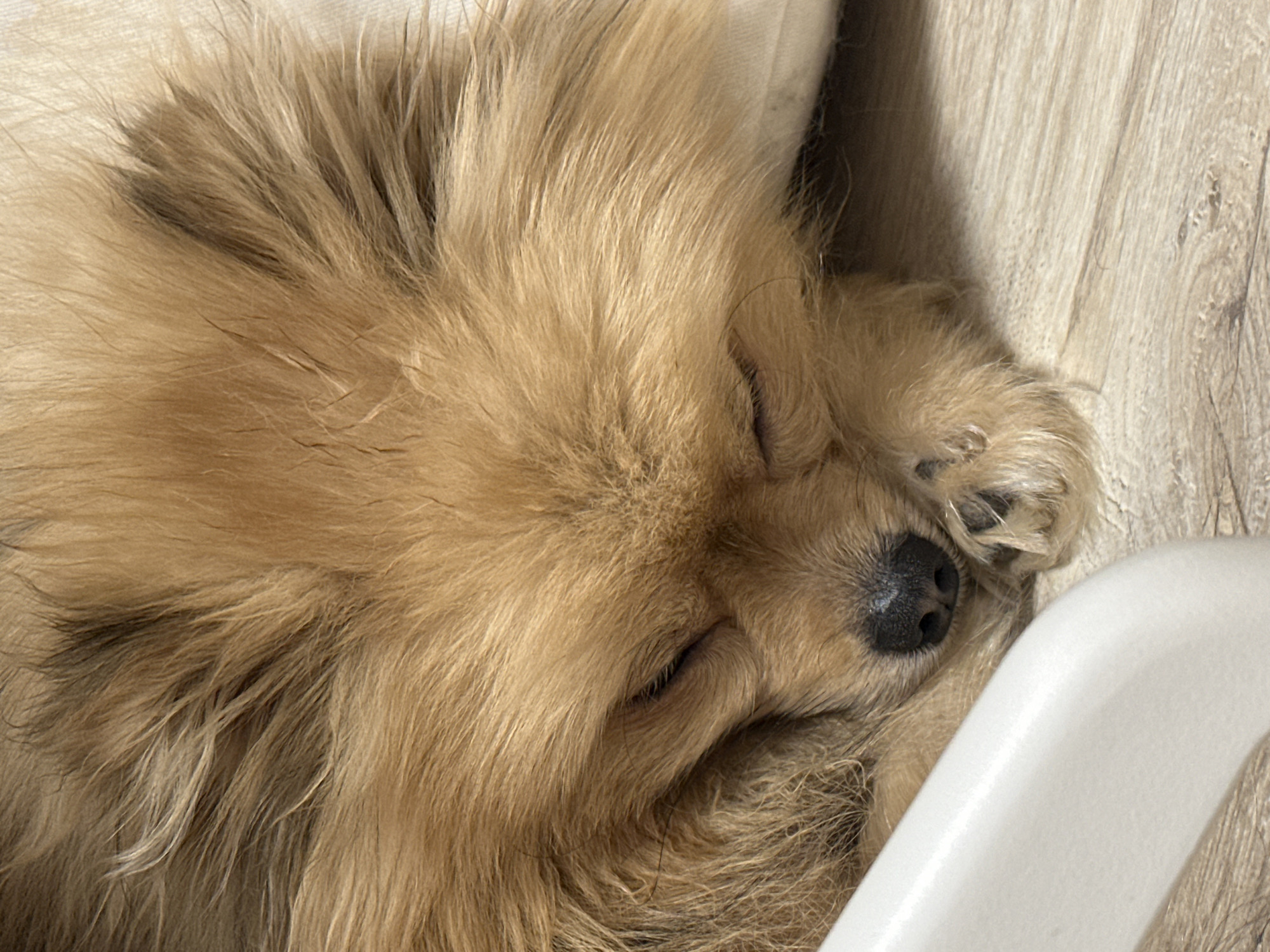 A close-up photograph shows a light-brown, fluffy dog sleeping on a light-colored, wood-grain surface. The dog is positioned with its head facing towards the right side of the frame and its nose near a white object. The dog's eyes are closed, and its paw is near its face. The background consists of the wood-grain surface and a glimpse of something white behind the dog's head. There is no indication of location.