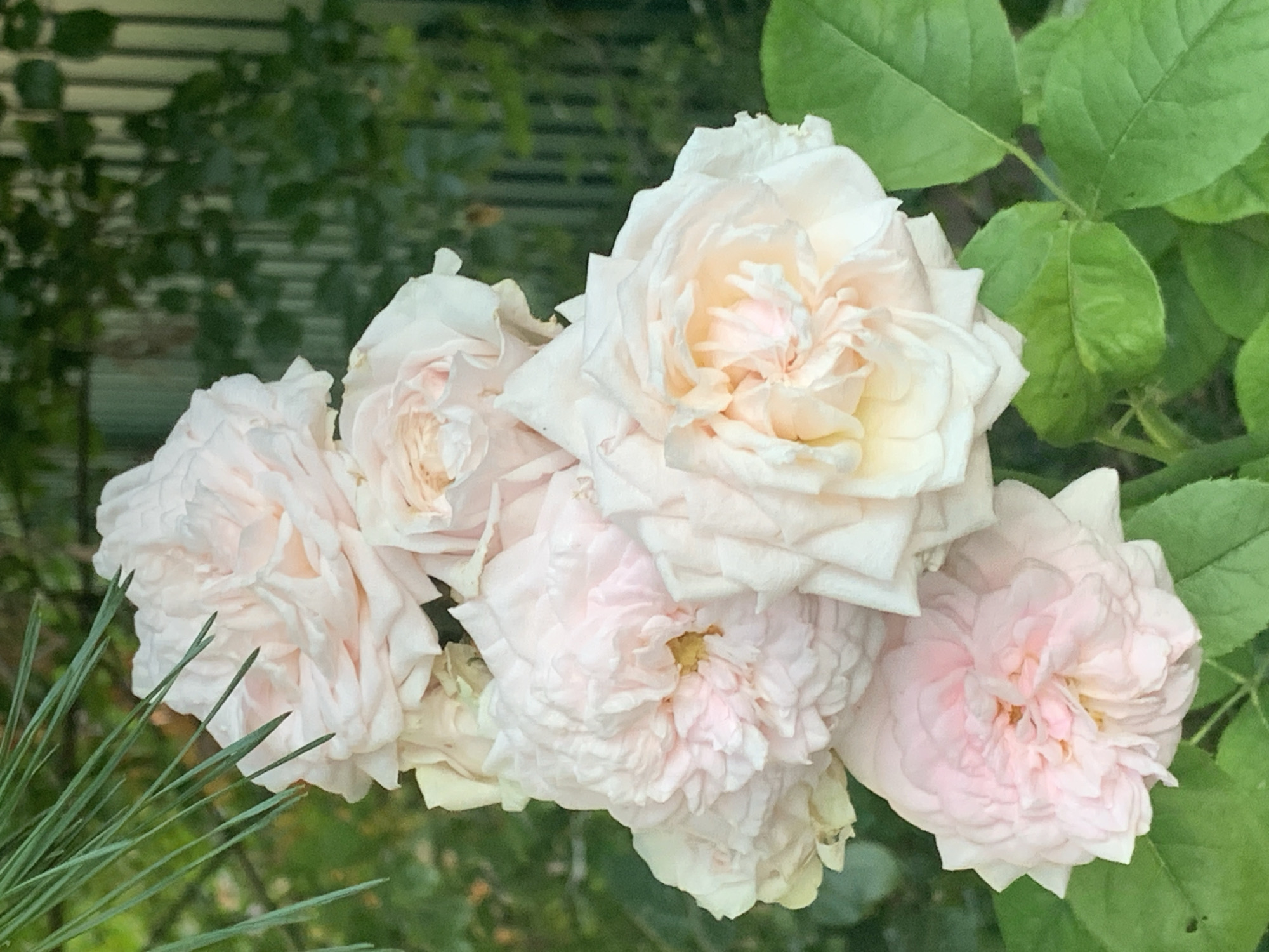 A cluster of pale pink roses are in full bloom, with lush green leaves and dark green foliage in the background. A thin branch with sharp needles extends from the upper left corner of the frame, partially obscuring one of the roses. The roses are tightly packed, with many delicate petals. The overall scene suggests a garden setting. The image was taken outdoors.
