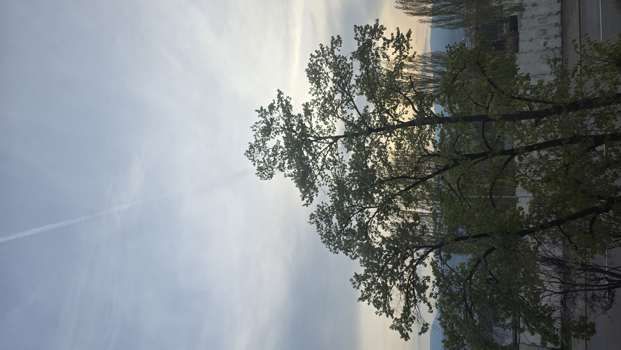 The image presents a tree with sparse green leaves against a backdrop of a pale blue sky streaked with clouds and a contrail. The foreground shows tree branches extending towards the upper portion of the frame. In the background, there is a glimpse of buildings and mountains, indicating a location in a city. Given the prompt, it is implied this is in Blagoevgrad, Bulgaria. The image captures an urban scene where nature intersects with the built environment.