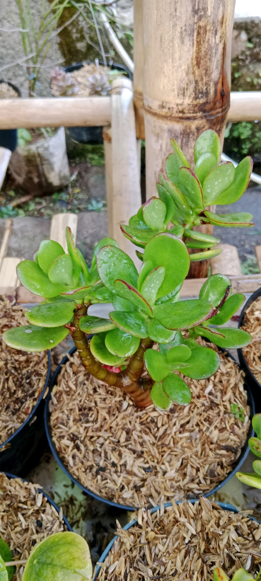 The image depicts a close-up, high-angle shot of a jade plant (Crassula ovata) in a pot. The plant has thick, fleshy green leaves with reddish edges, some of which show water droplets. The trunk and branches are woody and brown. The pot is filled with light brown, shredded organic material, likely mulch or wood chips. In the background, a wooden structure, possibly a fence made of bamboo poles, is visible. Other potted plants and some greenery can be seen in the blurred background. The overall setting appears to be outdoors, possibly a garden or nursery. The location is identified as Cimacan, Indonesia.