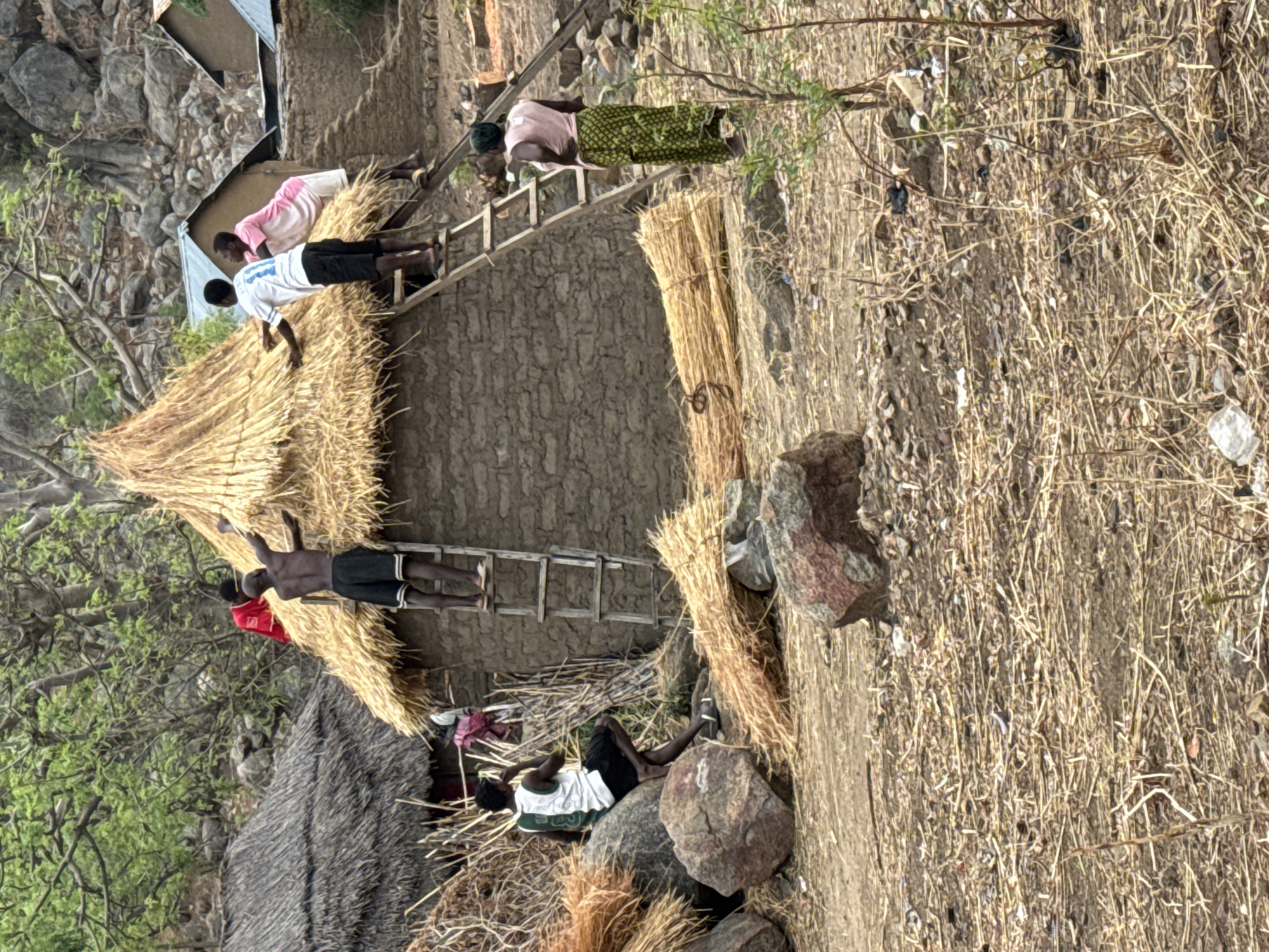 In Dawaki, Nigeria, a daytime scene depicts people constructing thatched roofs. Four individuals are on ladders, affixing bundles of straw to the mud walls of buildings. One person lies on rocks near the ground, while another stands nearby. Finished and unfinished straw bundles are scattered around the site. The surrounding terrain is dry and consists of dirt, rocks, and sparse vegetation. The buildings appear to be simple structures. The scene suggests communal construction or home improvement.