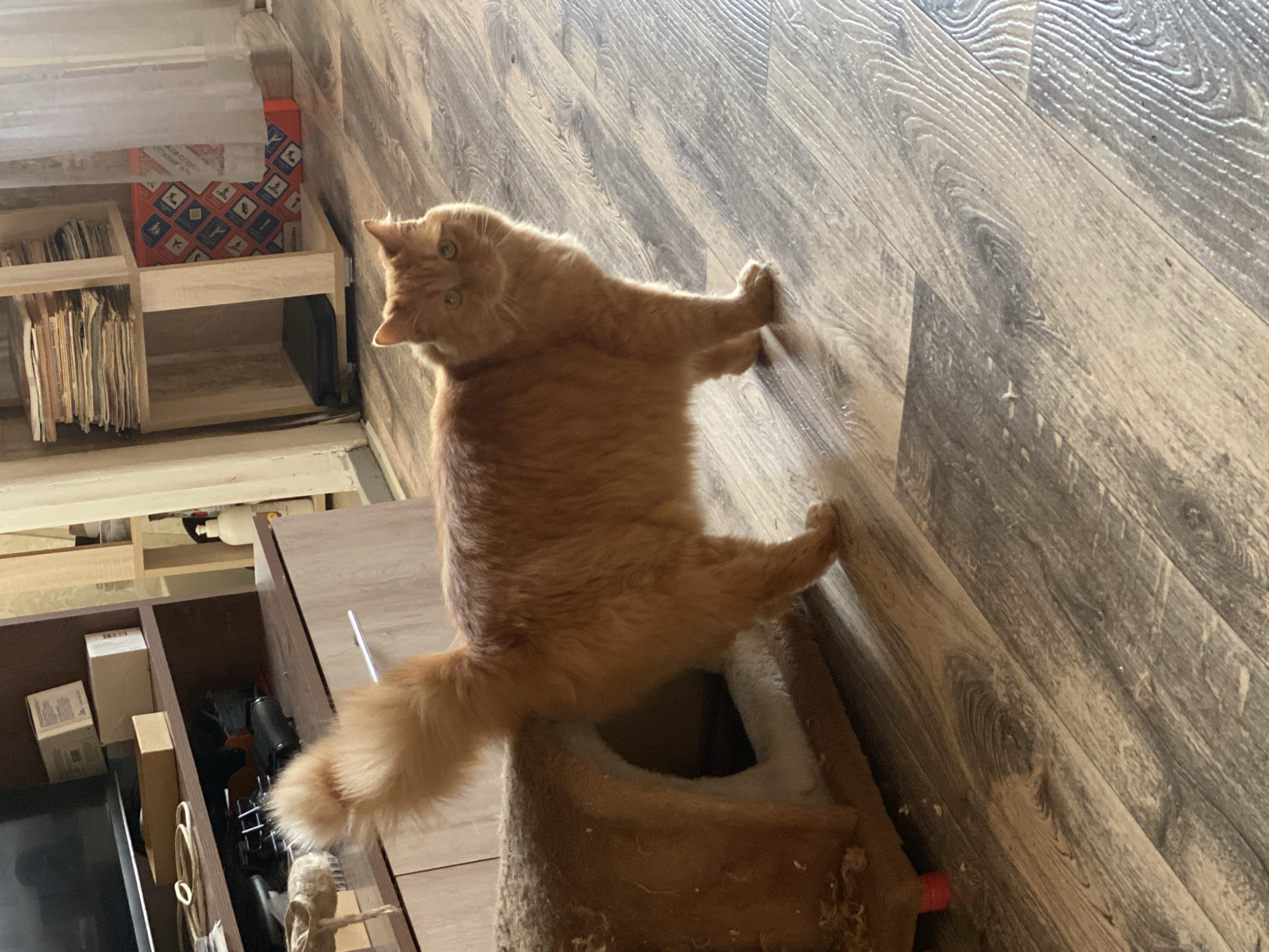 An orange cat is perched on a scratching post in front of a wood-paneled wall. The cat has its front paws extended and pressed against the wall. To the left is a brown cabinet with items stored inside. Above the cabinet is a shelf with books and a box. The location cannot be determined as Izhevsk, Russia from the information given.