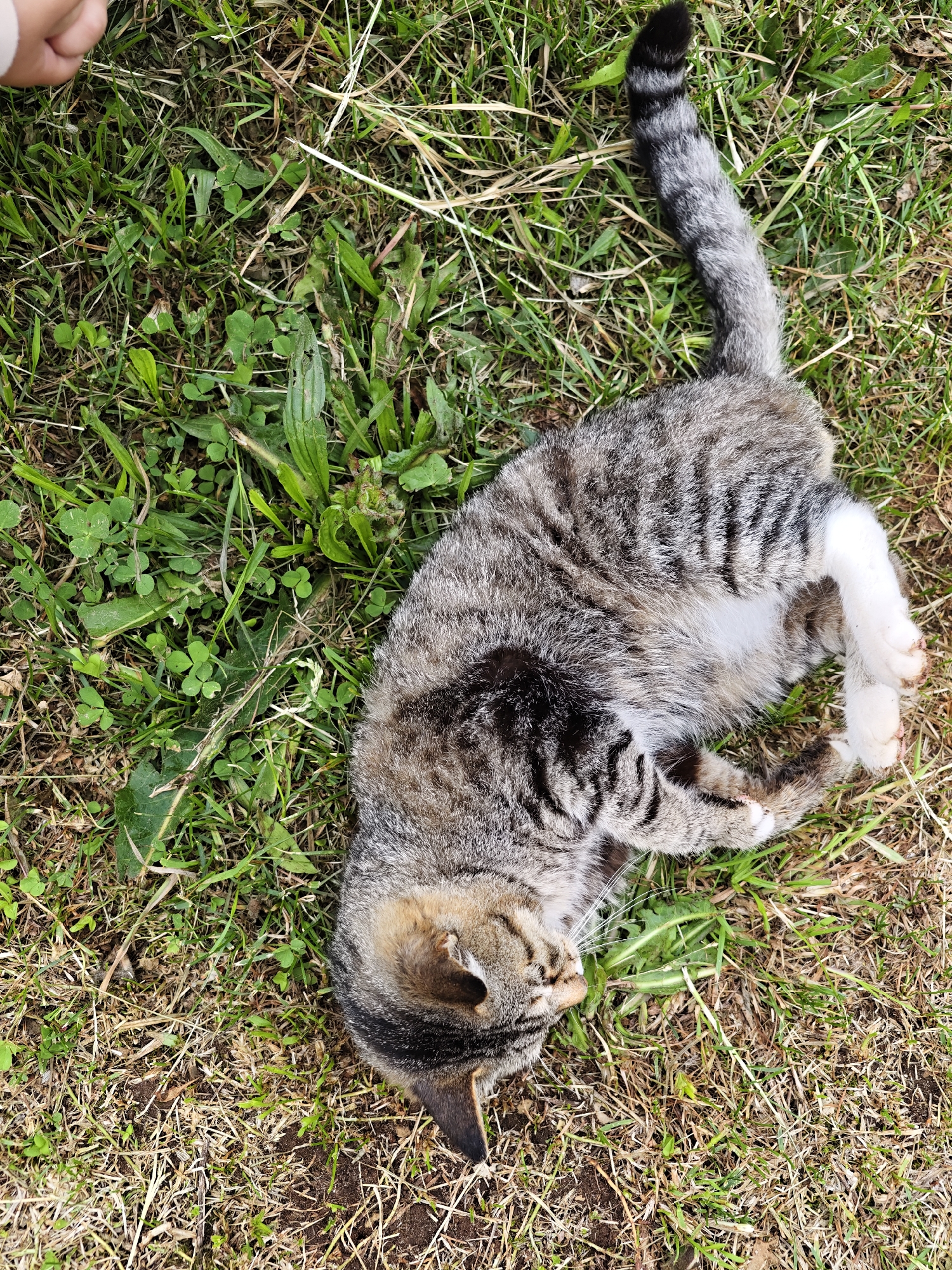 A tabby cat with white paws lies on its back on a patch of grass and dried vegetation. The cat's tail is striped with a black tip. The cat's head is near the bottom of the frame and its tail extends upwards. A child's hand is visible in the upper left corner. The location appears to be a grassy area in a residential or park setting. There is no indication that the image was taken in the city of Уральское, Russia.