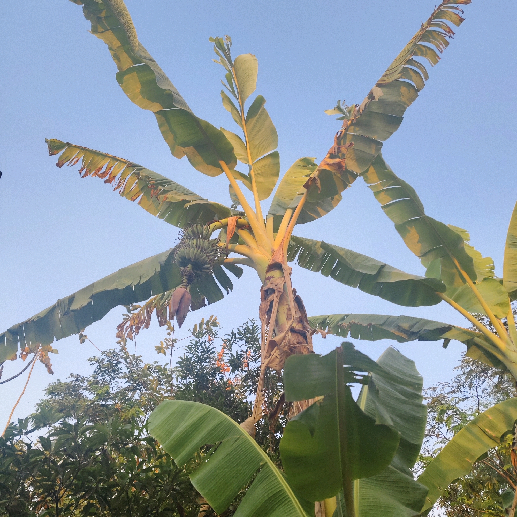 An outdoor, low-angle shot captures a banana tree with a bunch of green bananas and a banana blossom against a clear, pale blue sky. The banana tree's large, green leaves are prominently featured, some with torn edges and browning tips, indicative of natural wear or wind damage. The trunk of the tree is thick and light yellow, with dried, brown sheath remnants hanging. In the background, dense green foliage from other trees is visible. The overall scene appears to be a natural, possibly rural, setting. This image was taken in Mojokerto, Indonesia.