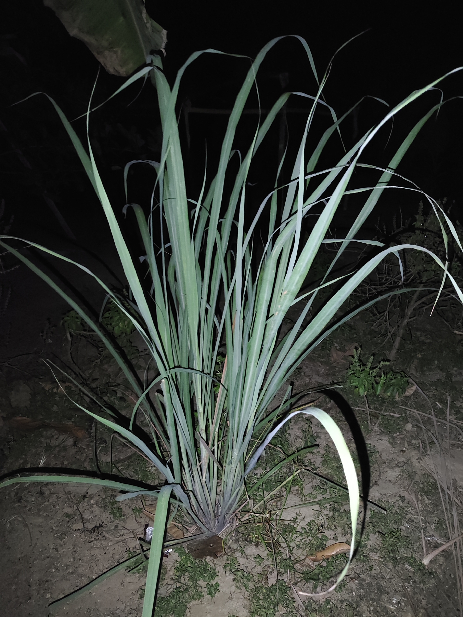 The image shows a close-up view of a clump of tall, light green grass with long, slender leaves. The grass is growing in dry, sandy soil with some sparse, low-lying green vegetation and a few dried leaves scattered around. In the background, the scene is dark, suggesting it is nighttime or a very shaded area, with the outlines of some distant foliage or structures barely visible. A large, dark, possibly dried leaf or frond is visible in the upper left corner. The lighting highlights the texture and shape of the grass blades. There are no people or animals present in the image.