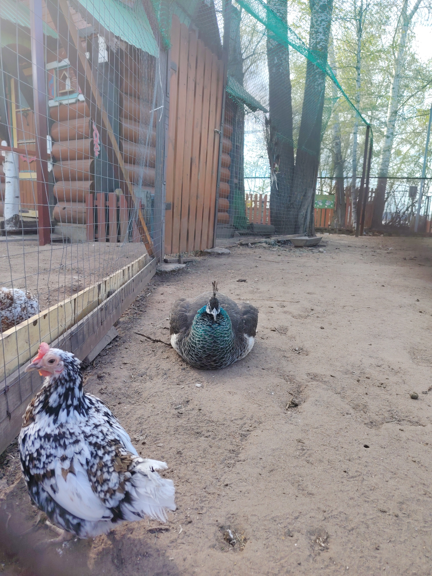 The image shows a chicken and a peahen in an enclosure in what appears to be a park or zoo setting. The chicken, predominantly white with black speckles, stands to the left of the frame. The peahen is centrally located, resting on the ground, displaying iridescent green and blue plumage. The enclosure is fenced with wire mesh and includes a wooden structure resembling a small cabin or shelter in the background. Trees, some surrounded by mesh netting, are visible beyond the enclosure. The ground is dirt. The location is Chaikovsky, Russia.
