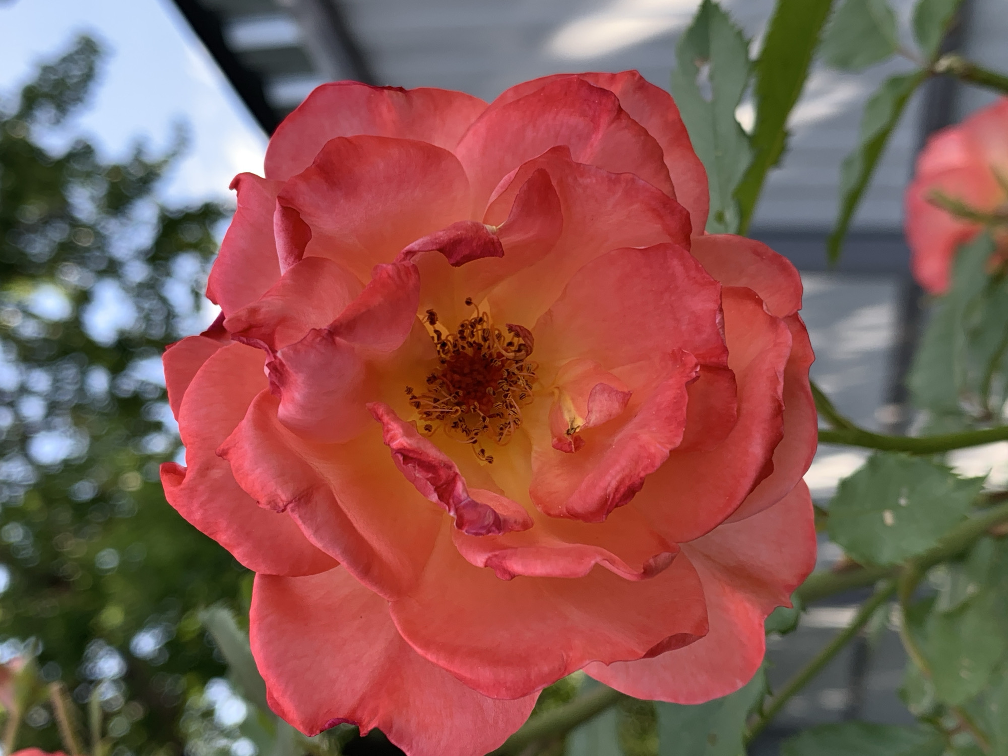 This media file features a close-up, low-angle shot of a vibrant coral-colored rose in full bloom. The rose's petals are layered and slightly ruffled, with a gradient of color from a deeper coral at the edges to a softer, yellowish hue towards the center. The center of the rose displays prominent stamens with reddish-brown anthers.
The rose is the primary subject and is captured in sharp focus. In the background, out of focus, are elements of an outdoor setting. To the left, there are blurred green leaves and a bright, hazy sky with some indistinct shapes that suggest trees or foliage. To the right and slightly behind the main rose, another less defined coral-colored flower is visible, along with out-of-focus green leaves and a blurred structure that appears to be part of a building or fence with horizontal lines.
The lighting suggests it is daytime, likely with bright, diffused light, as there are no harsh shadows. The overall mood is natural and serene, highlighting the beauty of the rose. There is no visible text in the image.